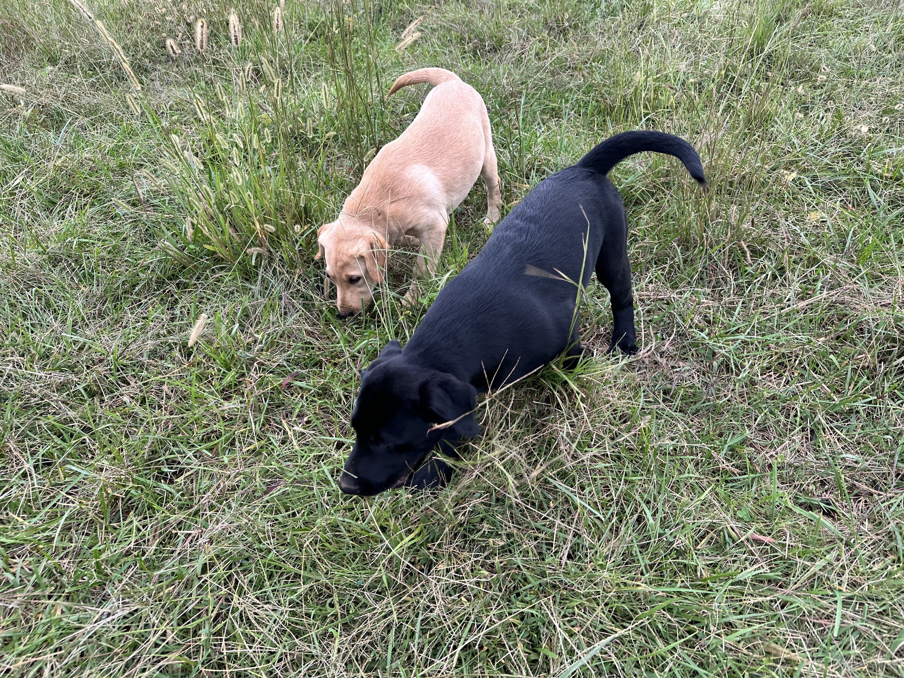Labrador 13 wks AKC image 3