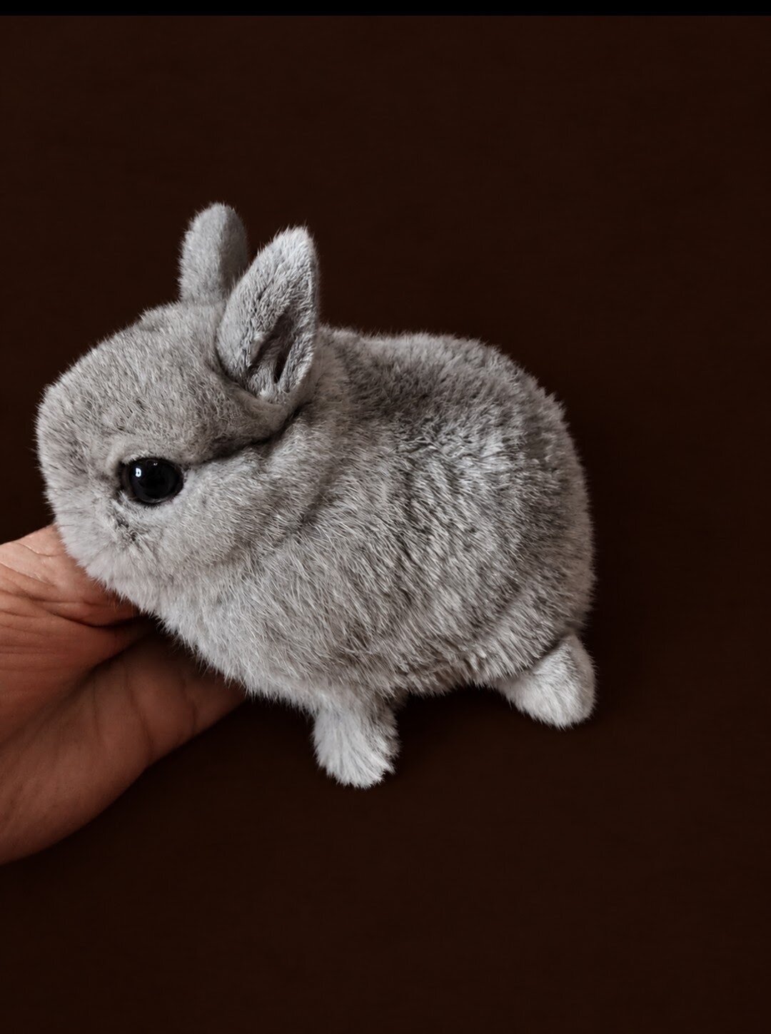 NETHERLAND DWARF BUNNIES image 1