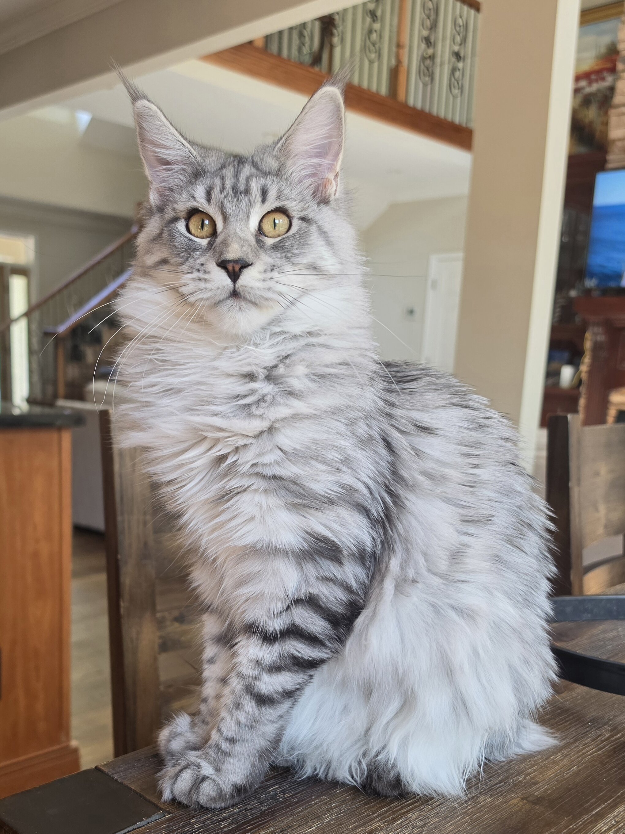 Maine Coon female image 1
