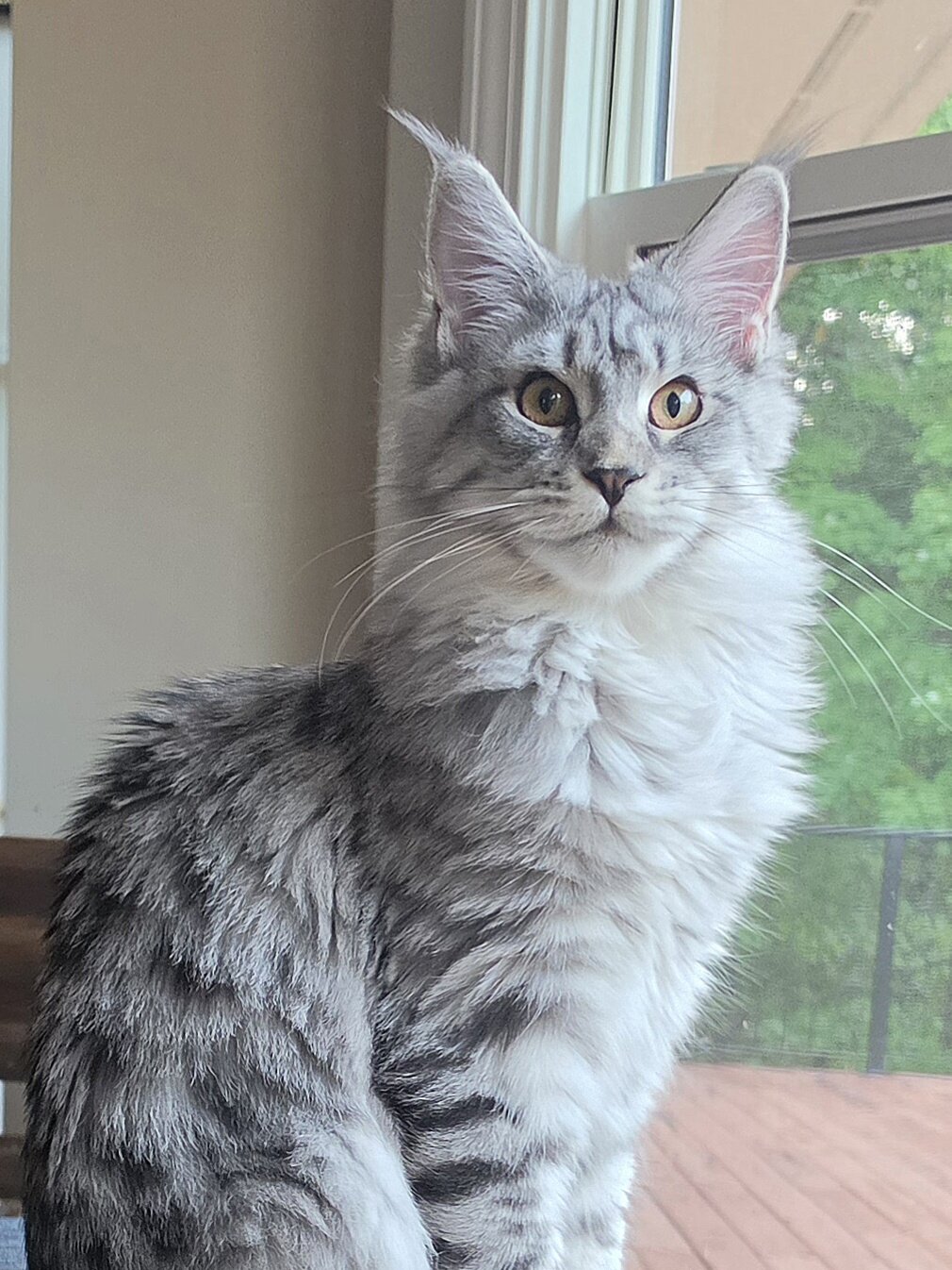Maine Coon female image 7