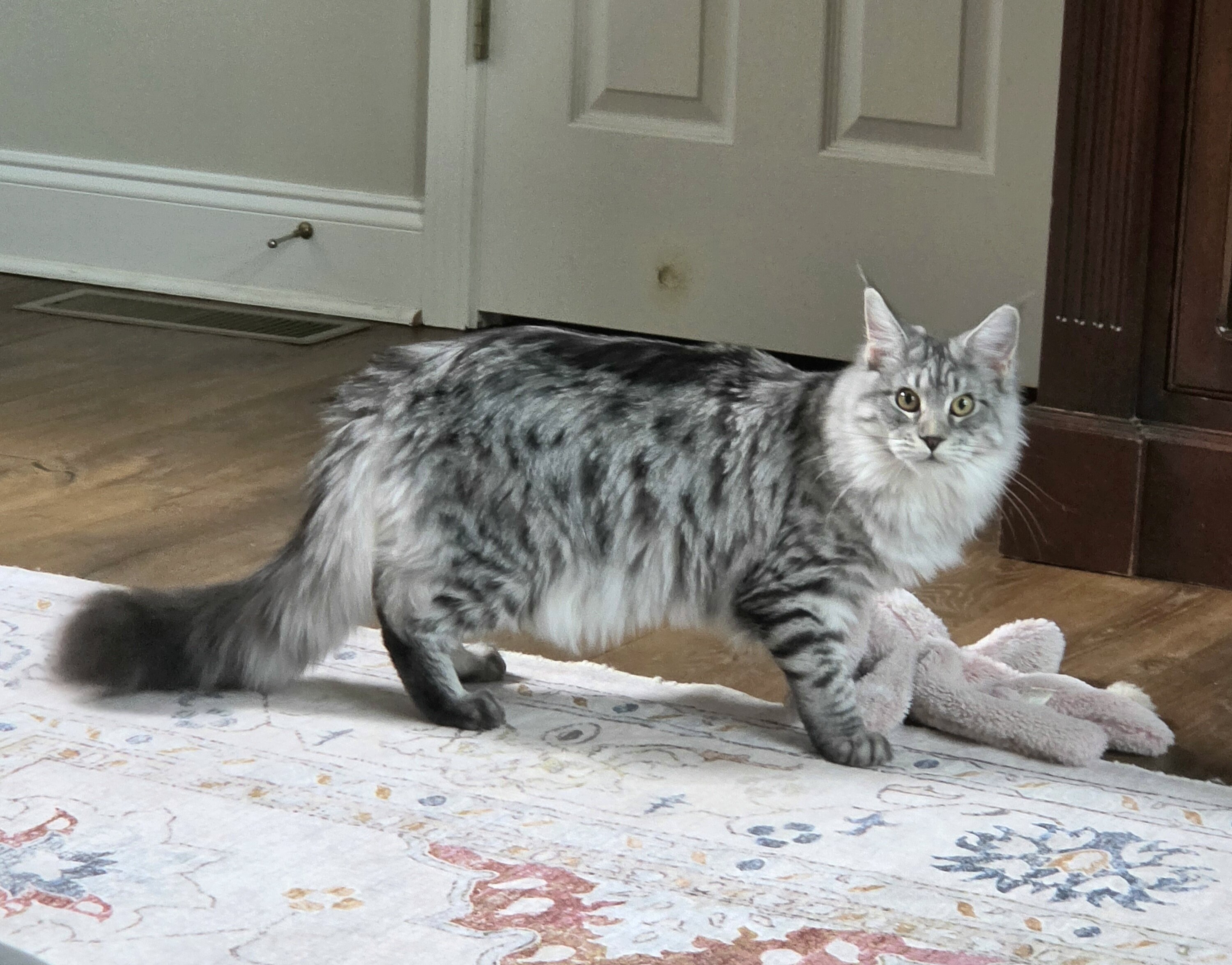 Maine Coon female image 6