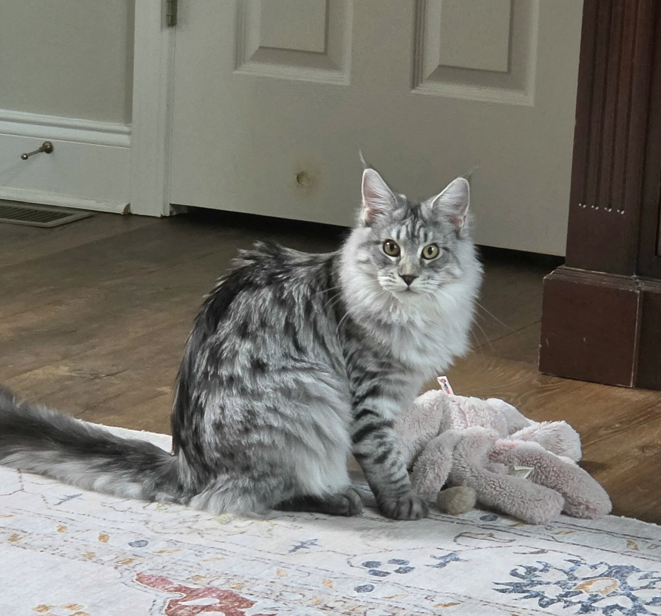Maine Coon female image 3