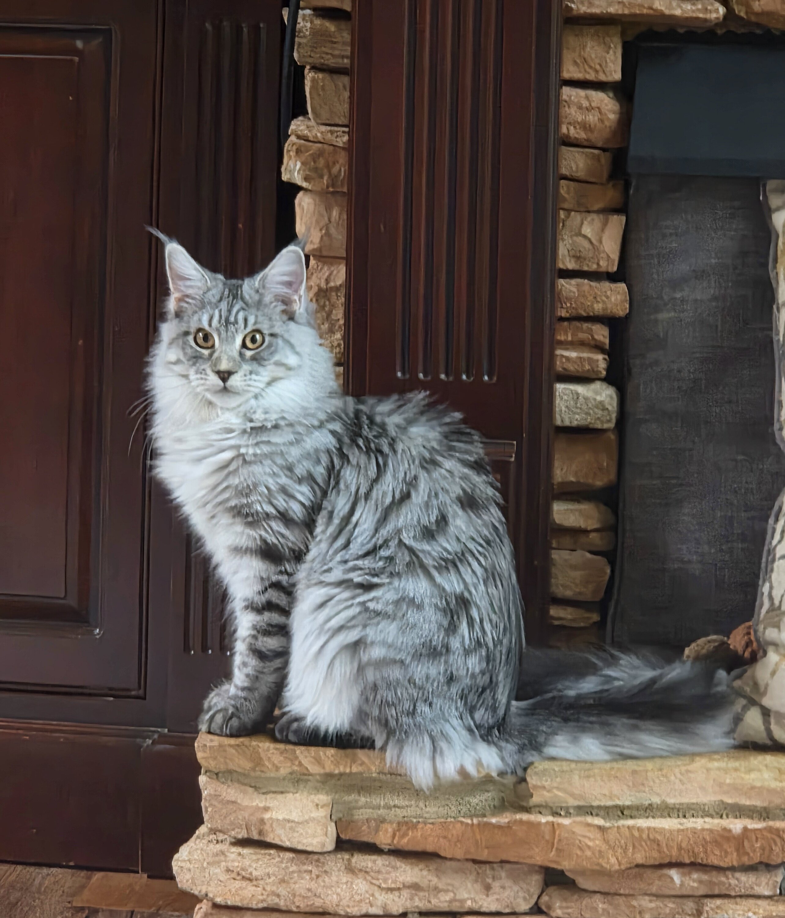 Maine Coon female image 5