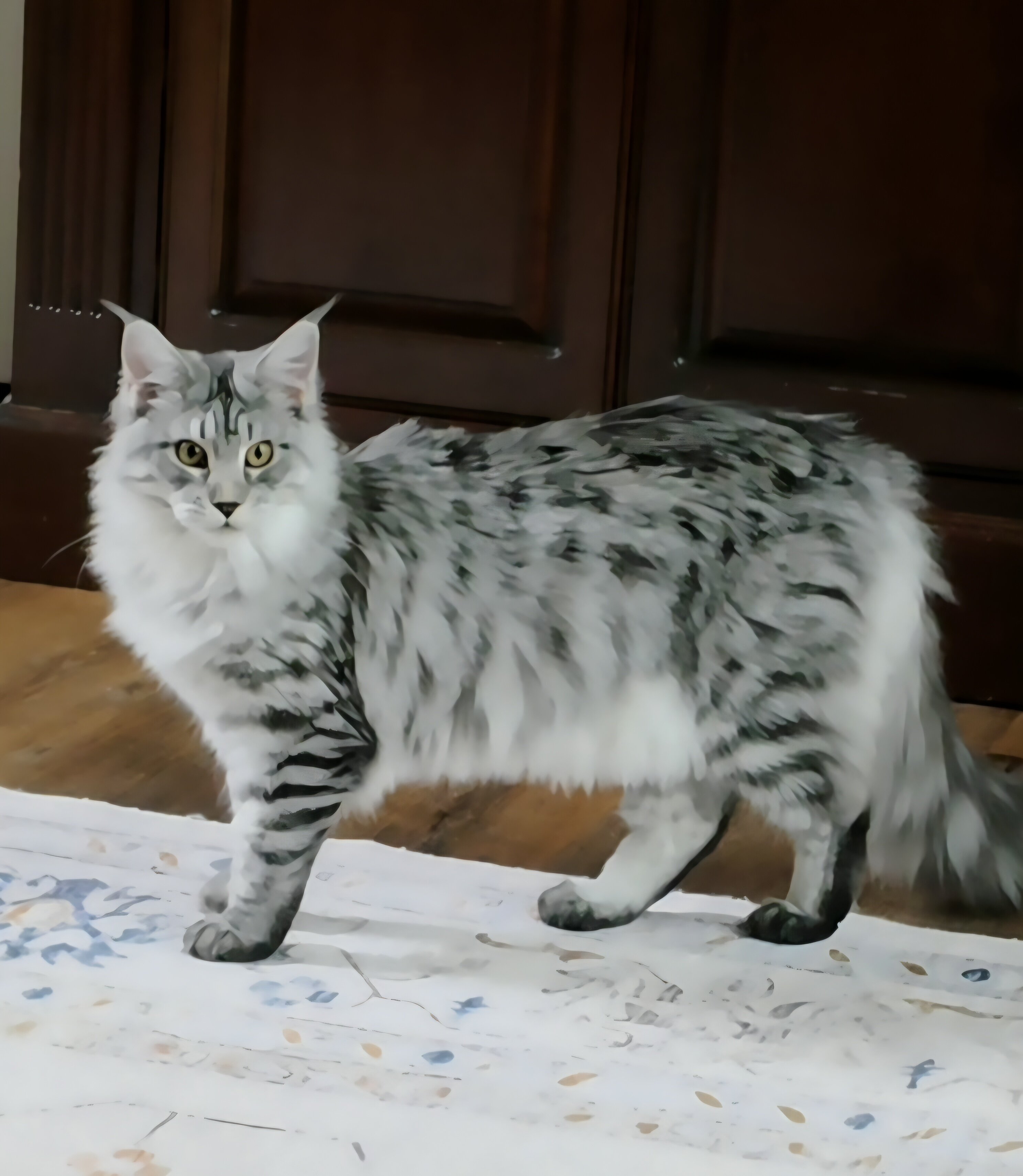 Maine Coon female image 4