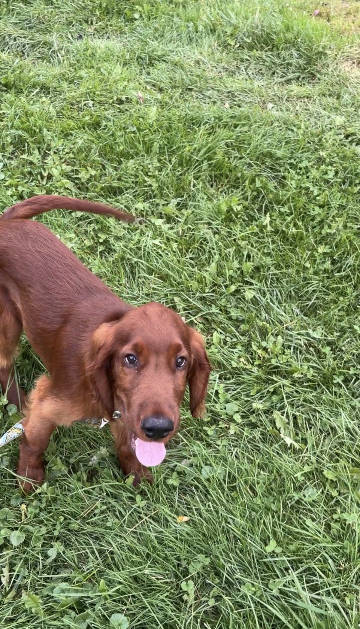 AKC Irish Setter puppy image 7