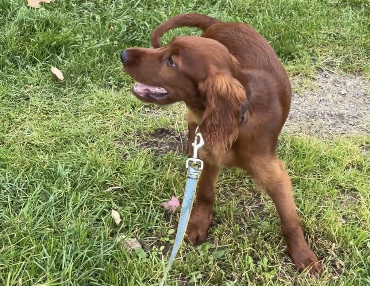AKC Irish Setter puppy image 9