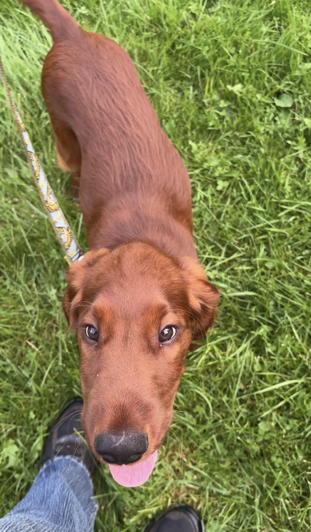 AKC Irish Setter puppy image 8