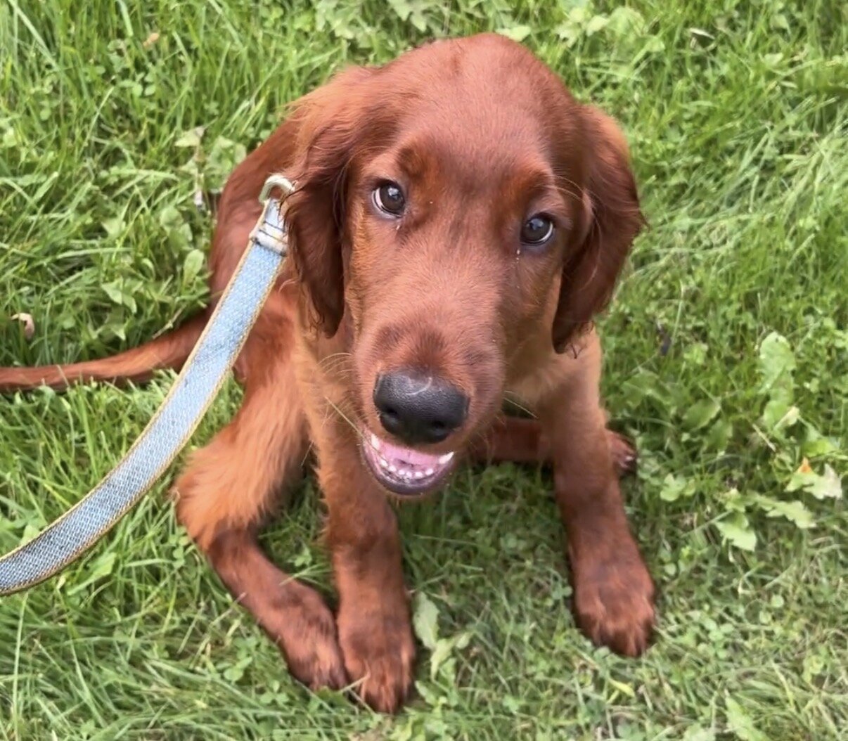 AKC Irish Setter puppy image 6