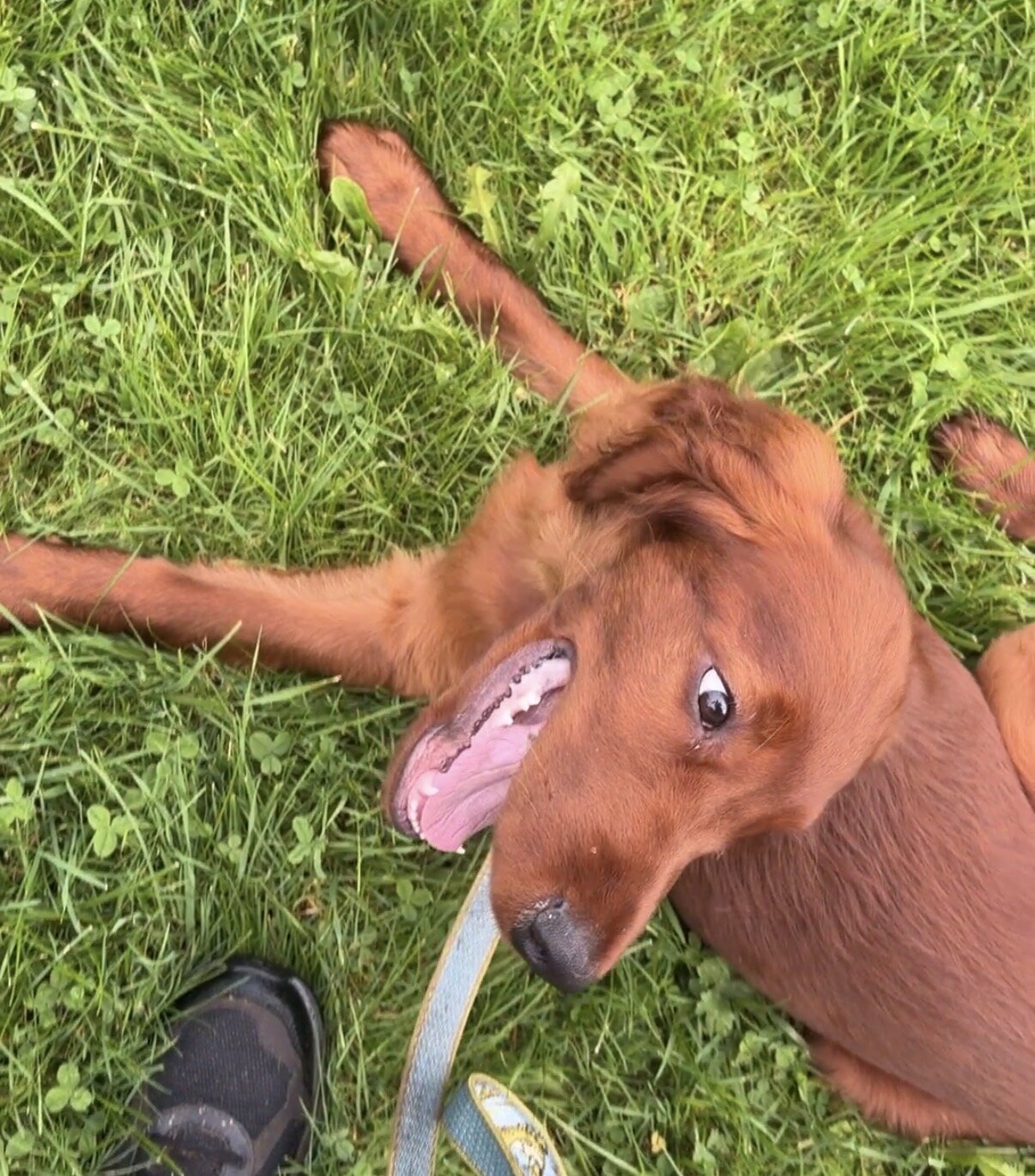AKC Irish Setter puppy image 5