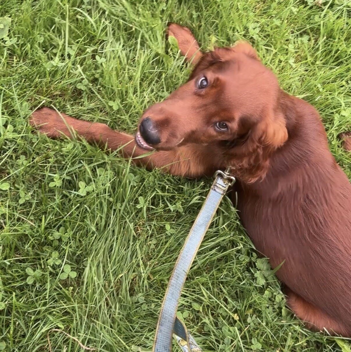 AKC Irish Setter puppy image 4