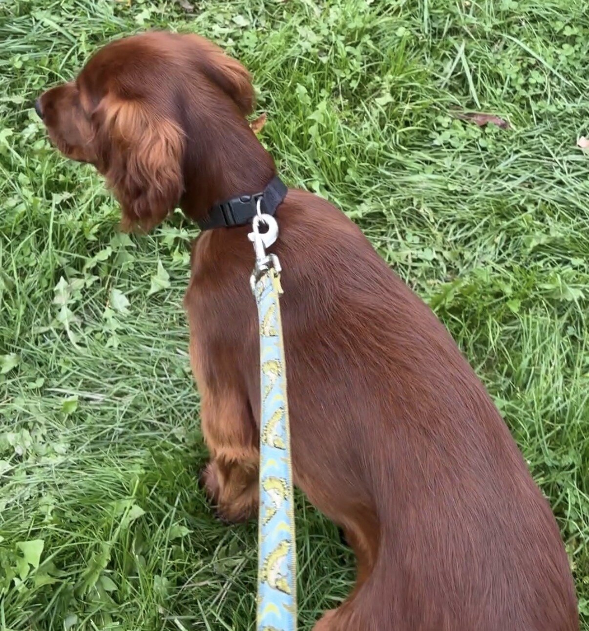 AKC Irish Setter puppy image 3