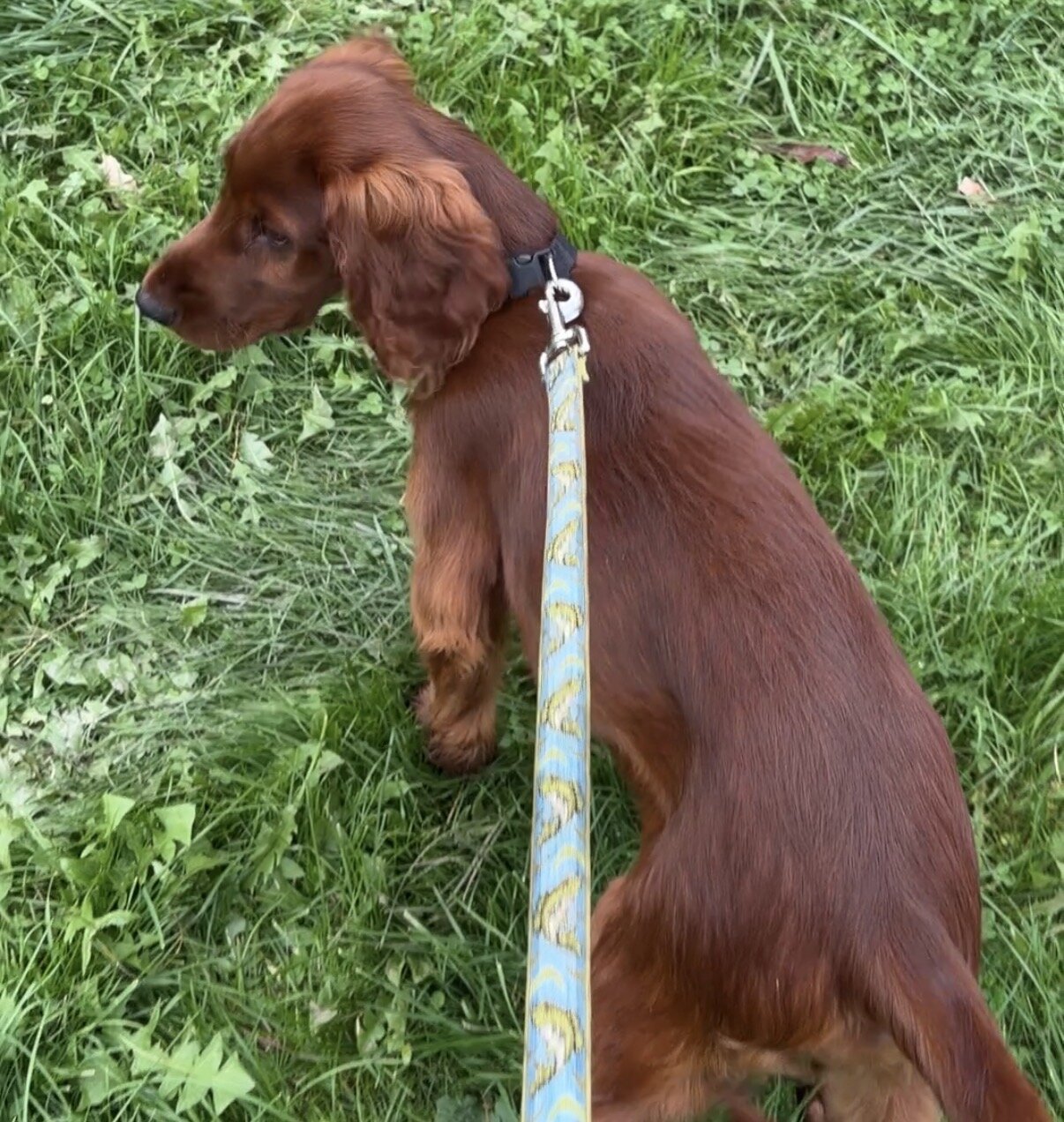 AKC Irish Setter puppy image 2