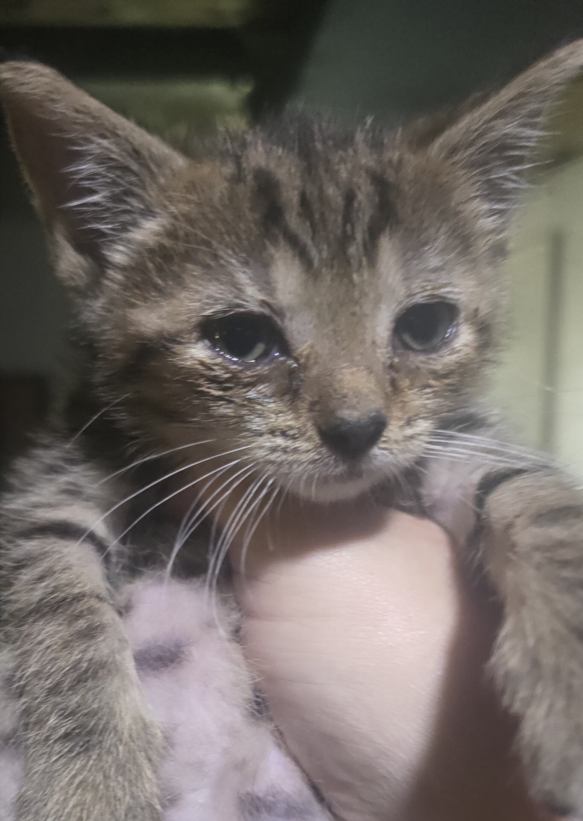 Rescue kittens image 3