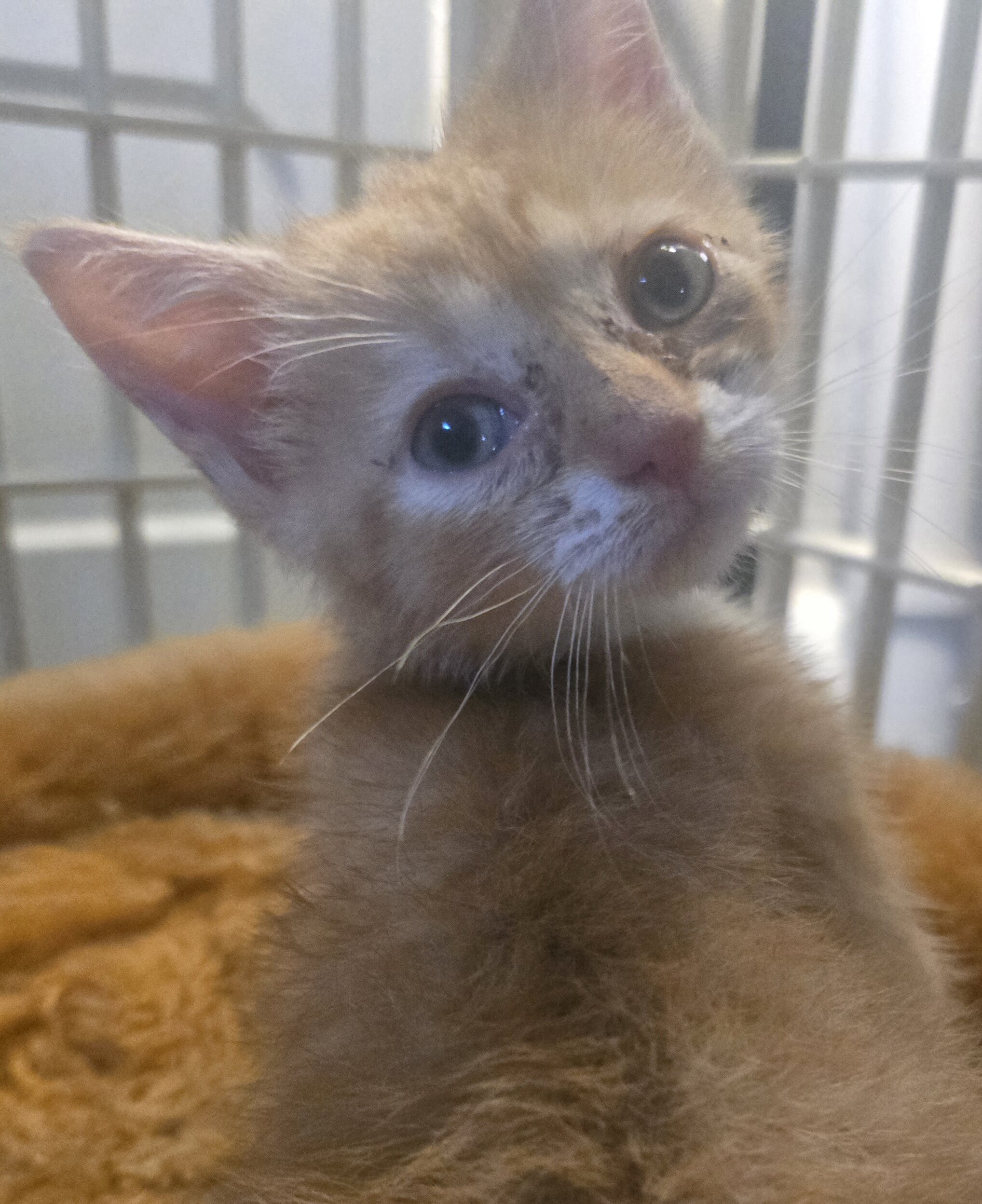 Rescue kittens image 4
