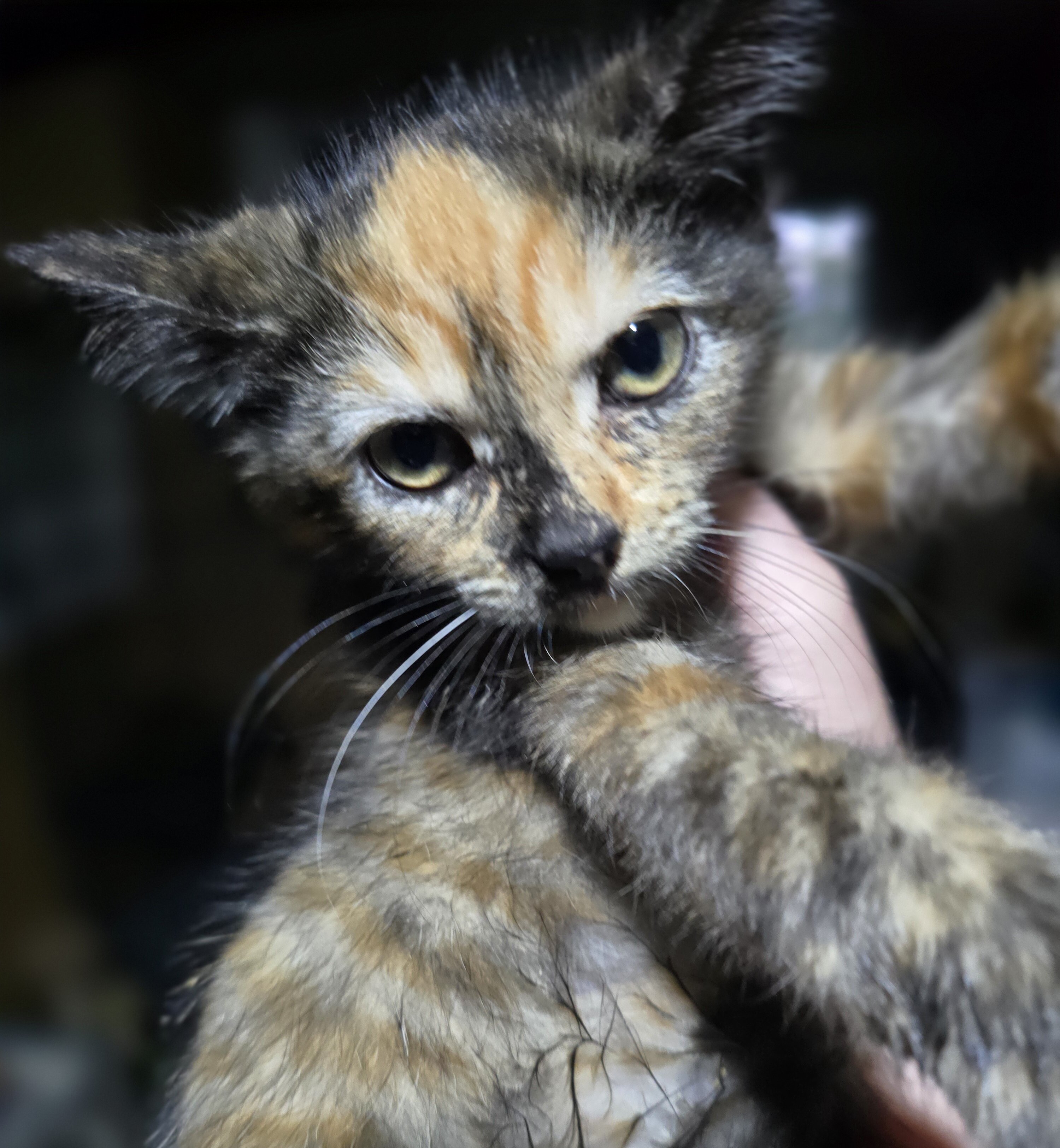 Rescue kittens image 2