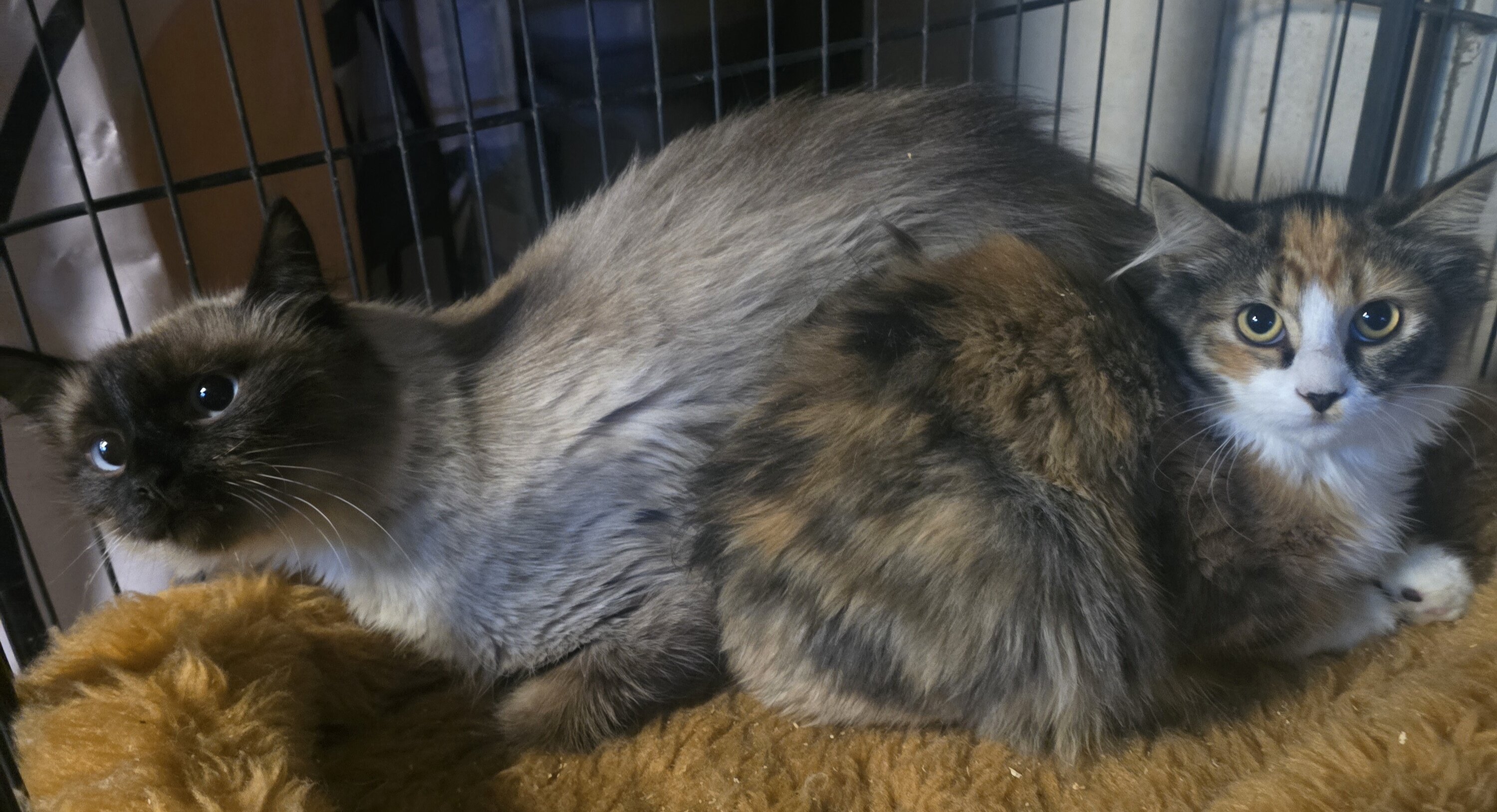 Rescue kittens image 1
