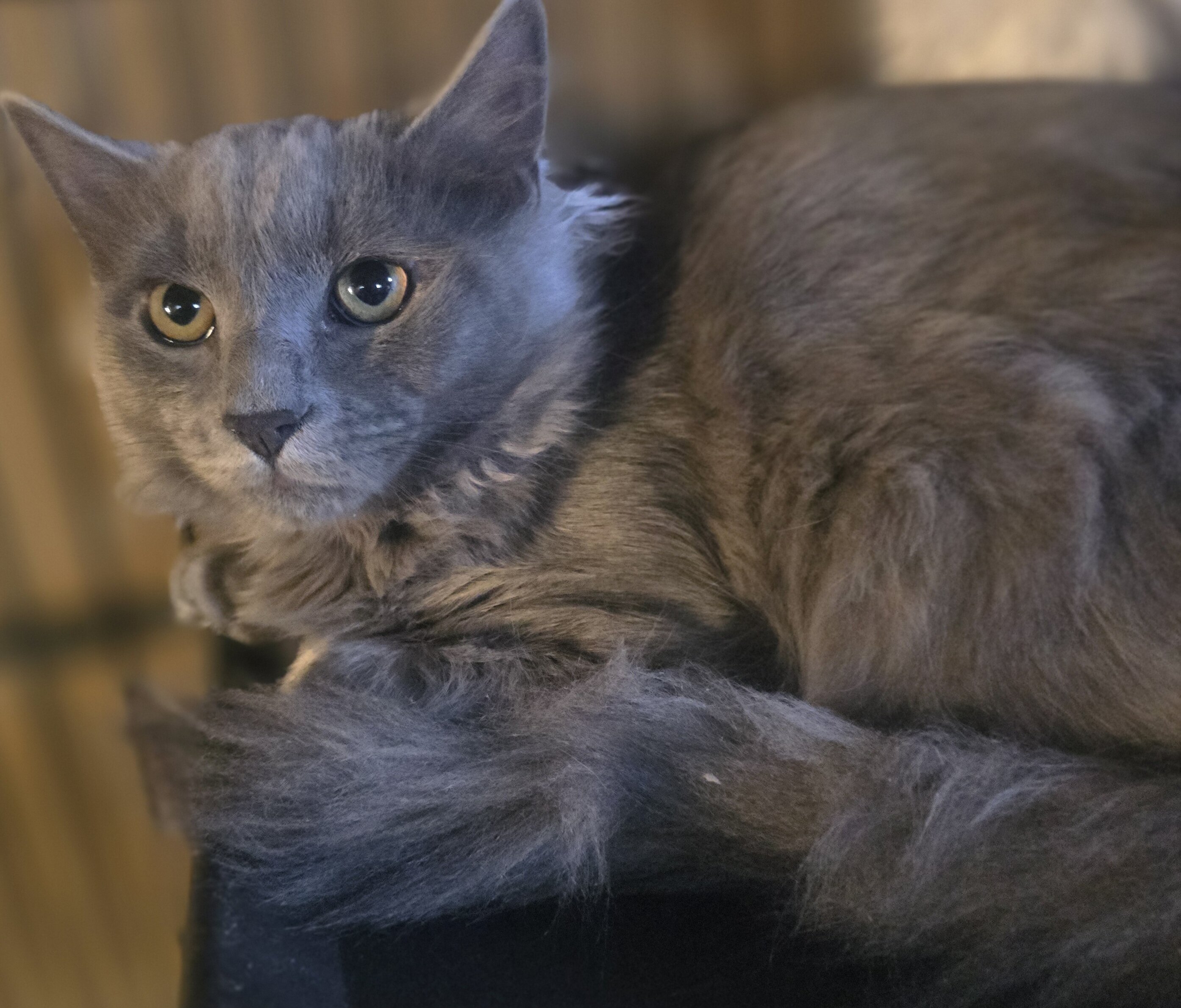 Rescue kittens image 1