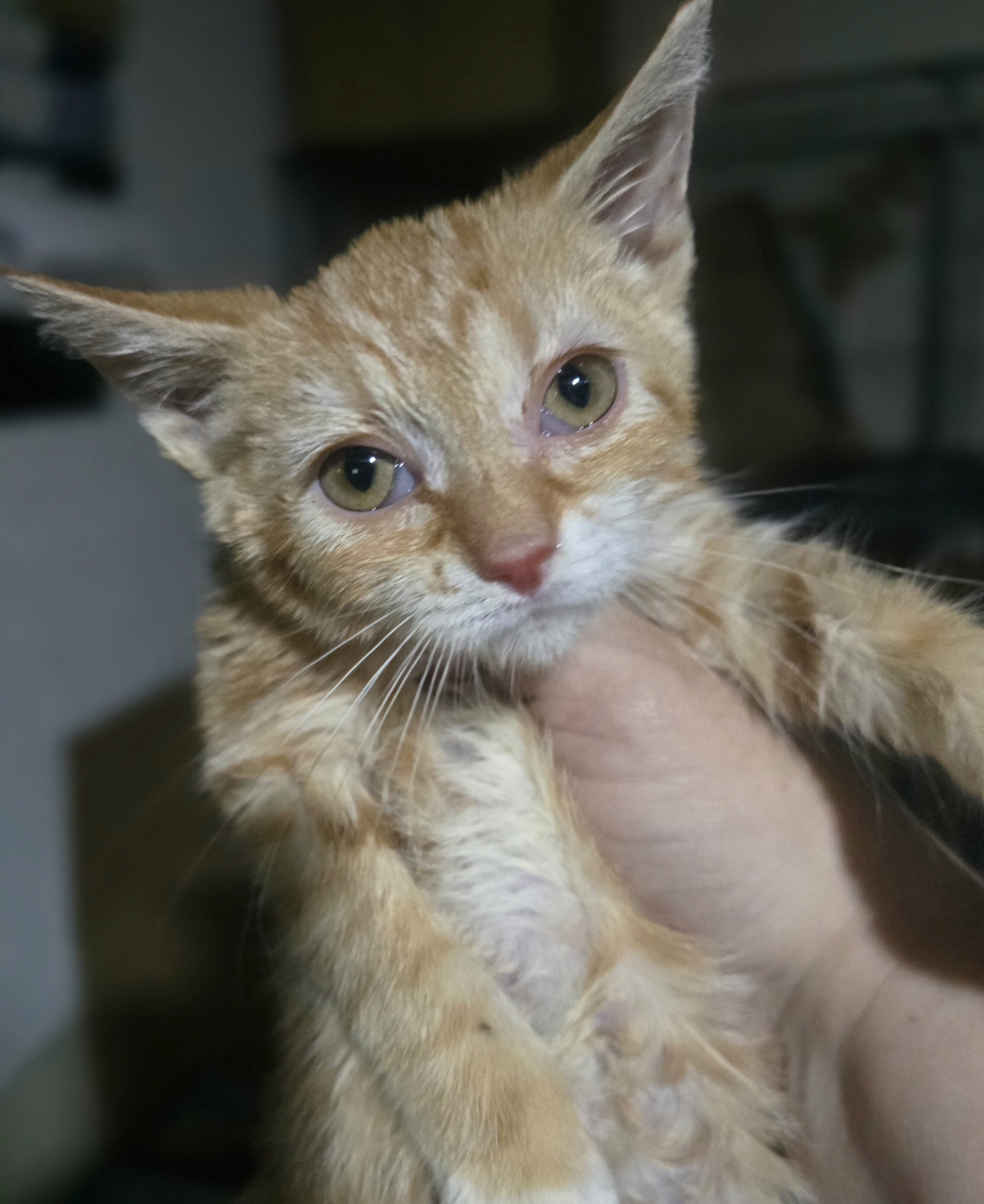 Rescue kittens image 2