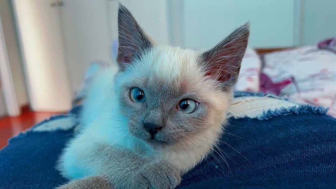 Siamese Kittens Available for Rehoming image 2
