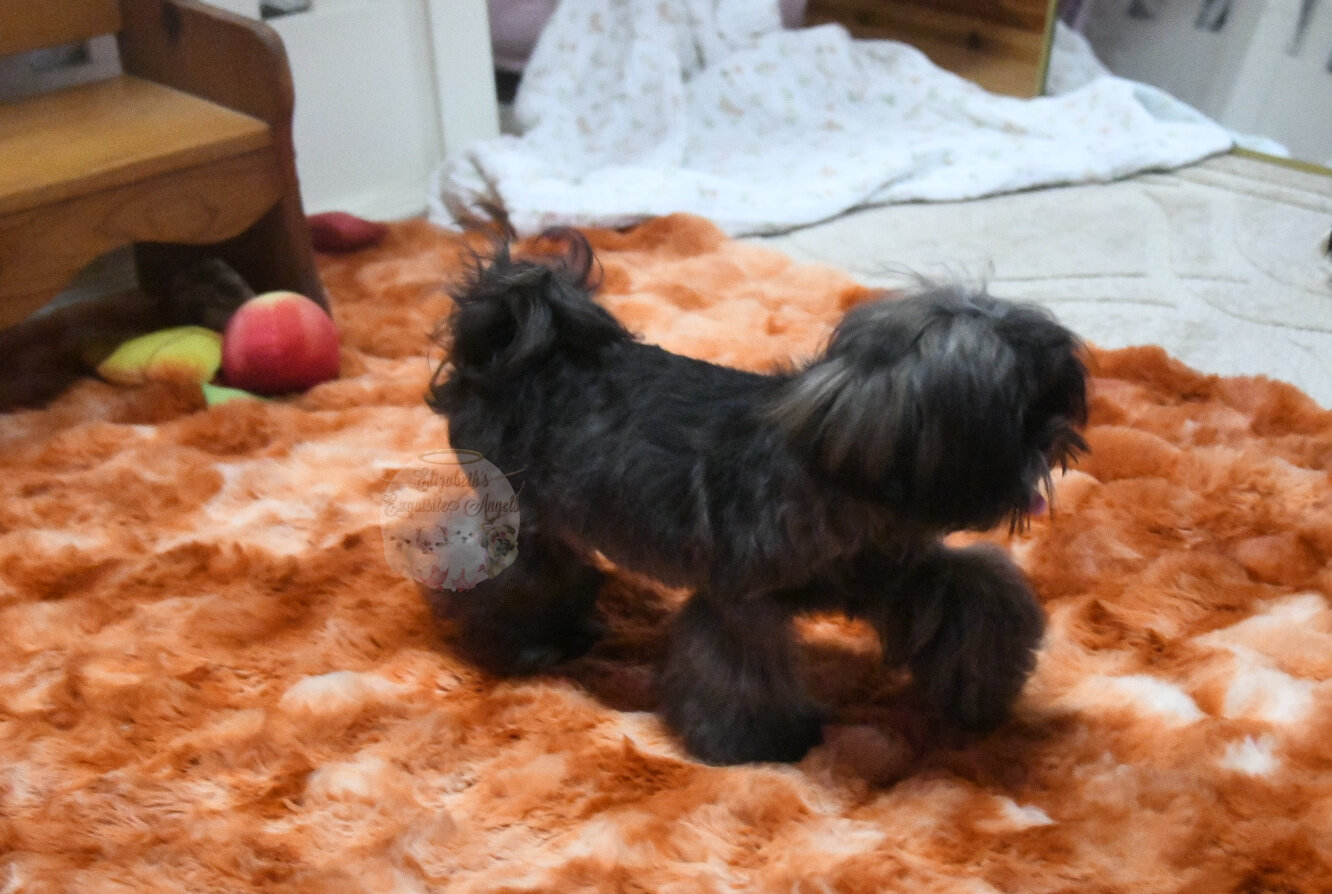 Stunning Shih-Tzu Boy, Sage image 8