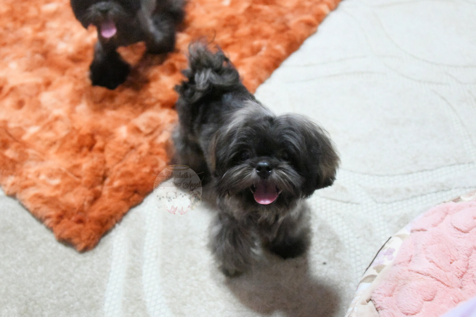Stunning Shih-Tzu Boy, Sage image 3