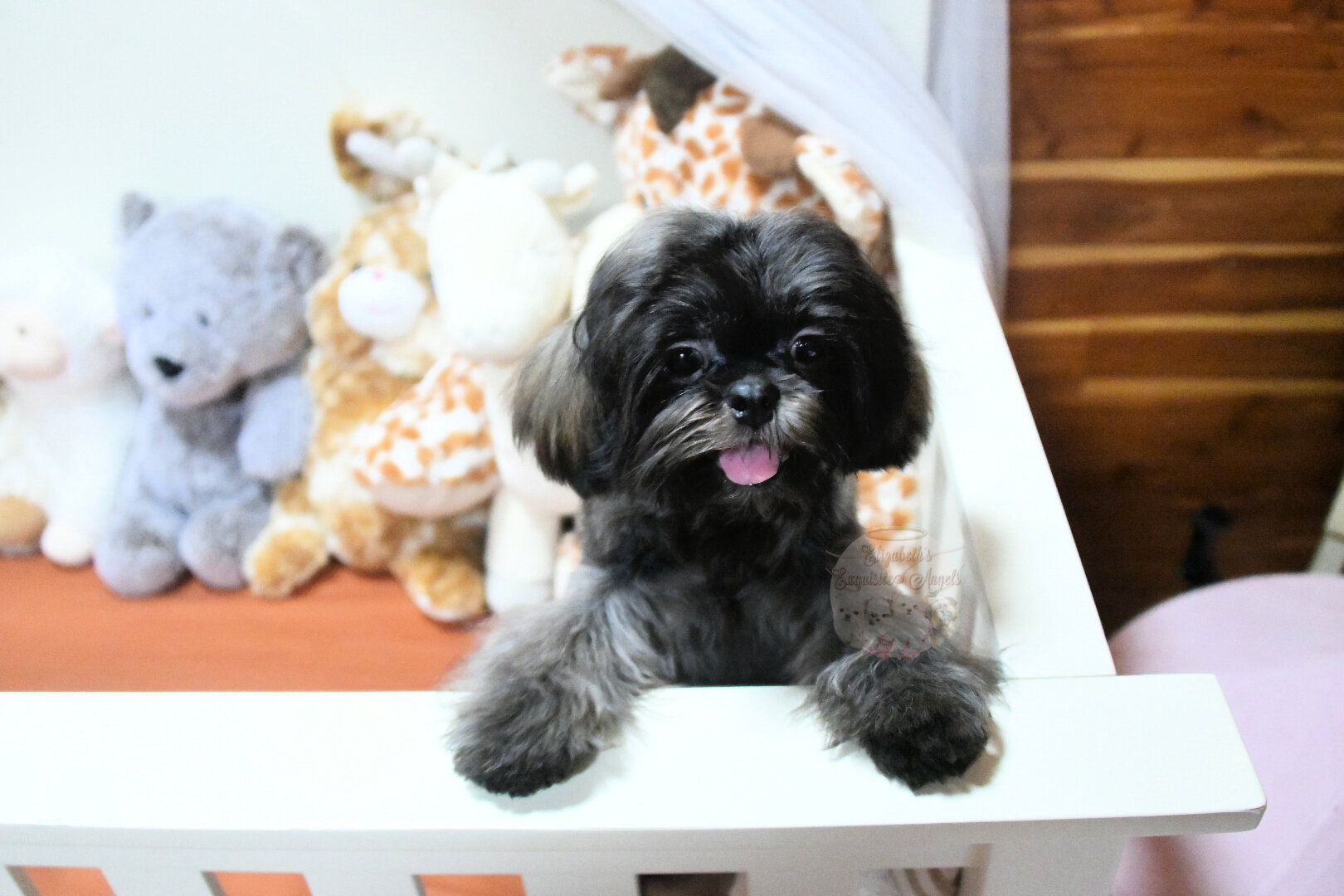 Stunning Shih-Tzu Boy, Sage image 4