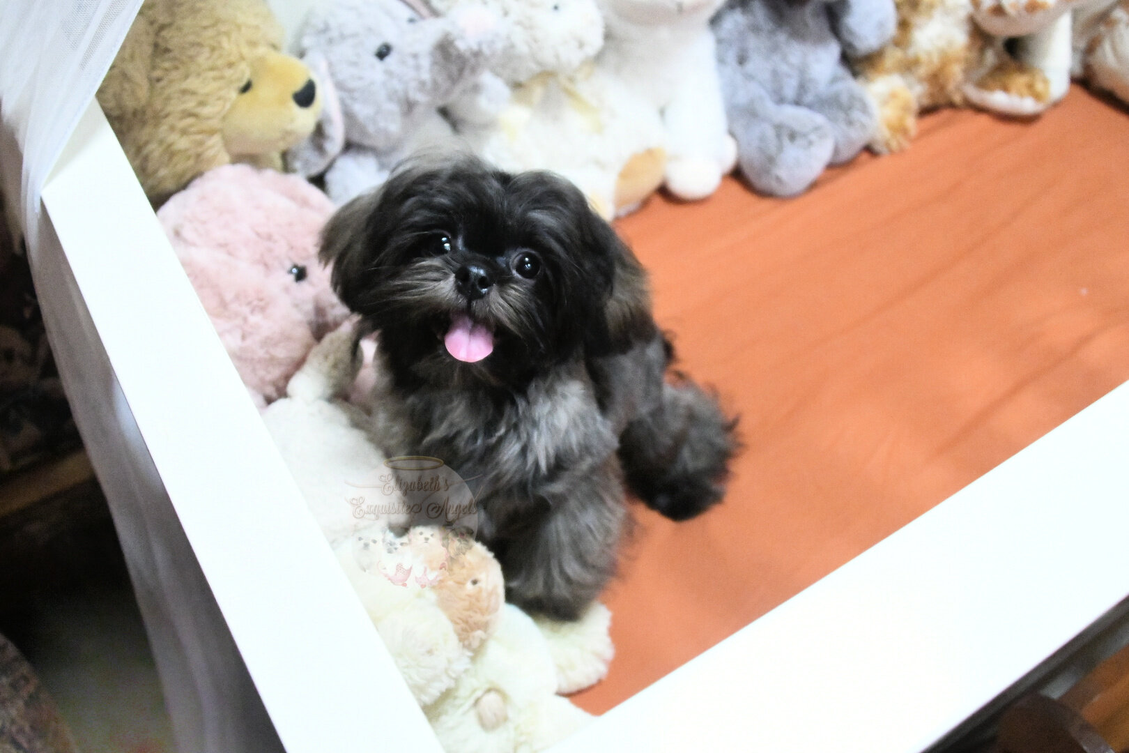 Stunning Shih-Tzu Boy, Sage image 1