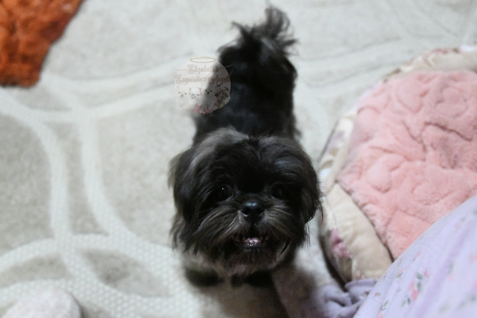 Stunning Shih-Tzu Boy, Sage image 6