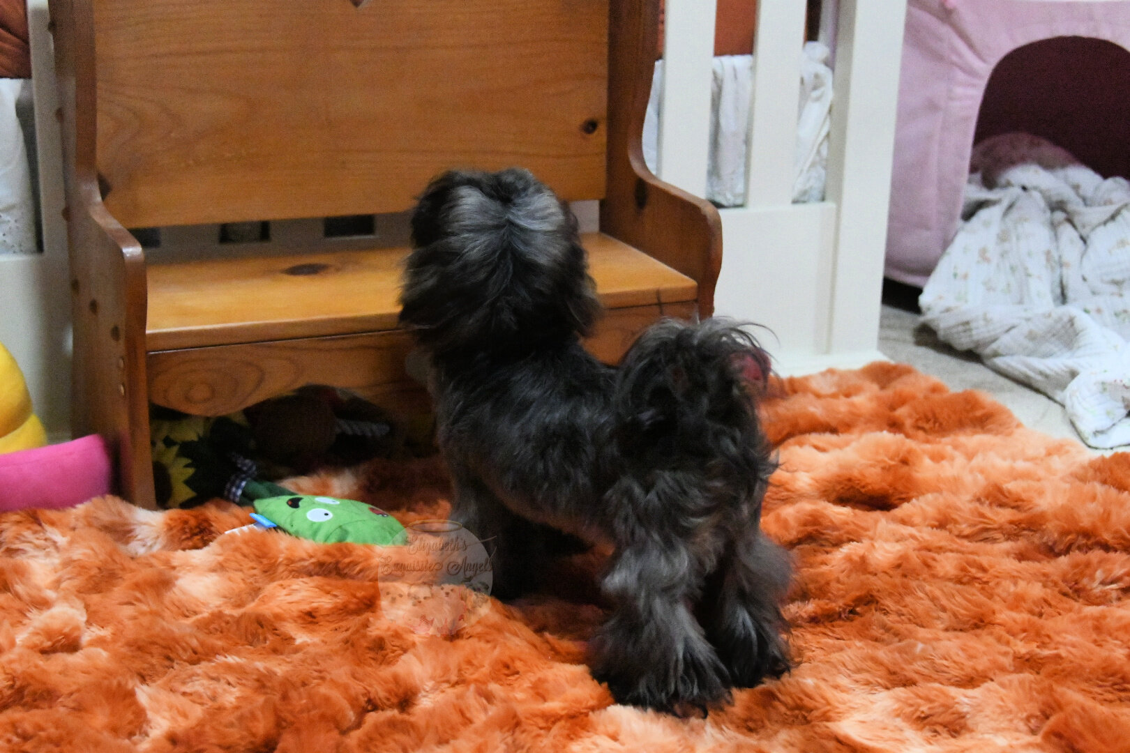 Stunning Shih-Tzu Boy, Sage image 9