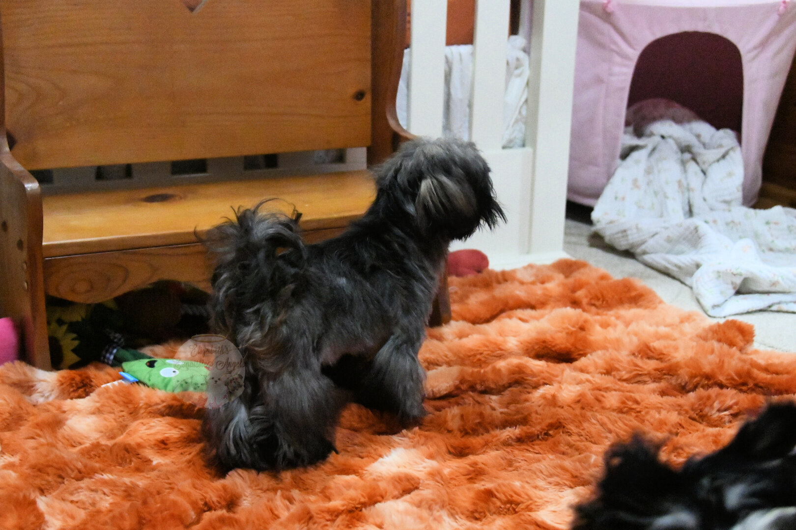 Stunning Shih-Tzu Boy, Sage image 7