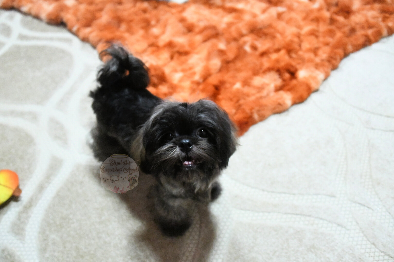 Stunning Shih-Tzu Boy, Sage image 2