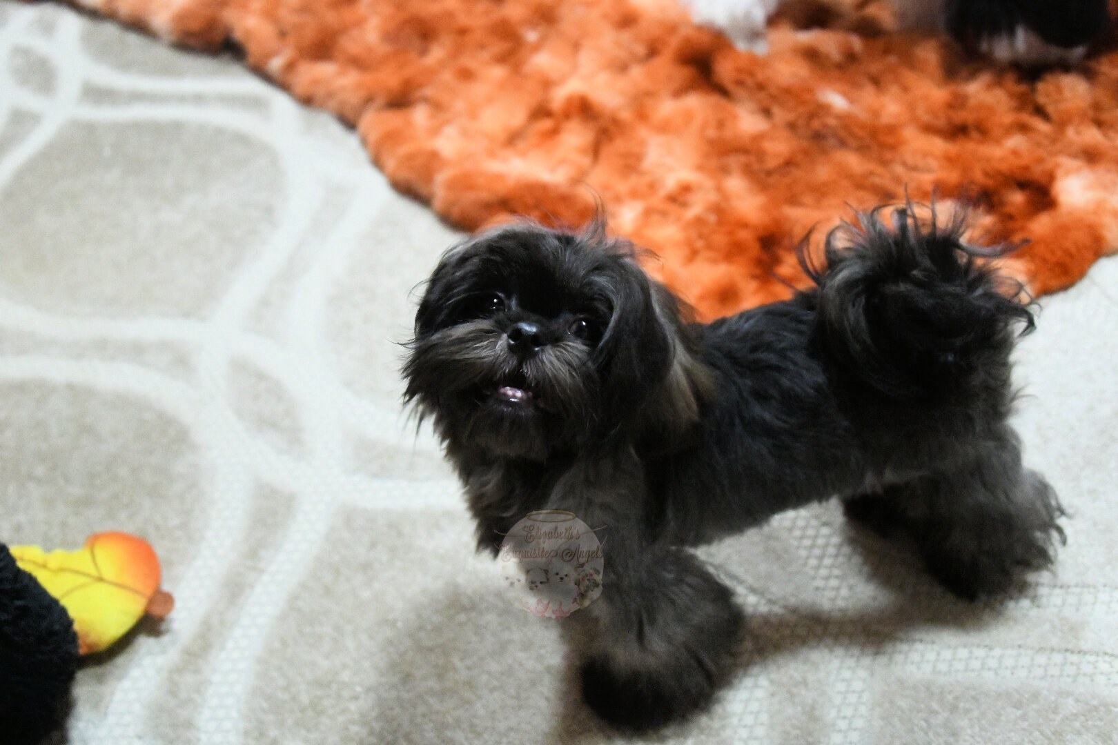 Stunning Shih-Tzu Boy, Sage image 10