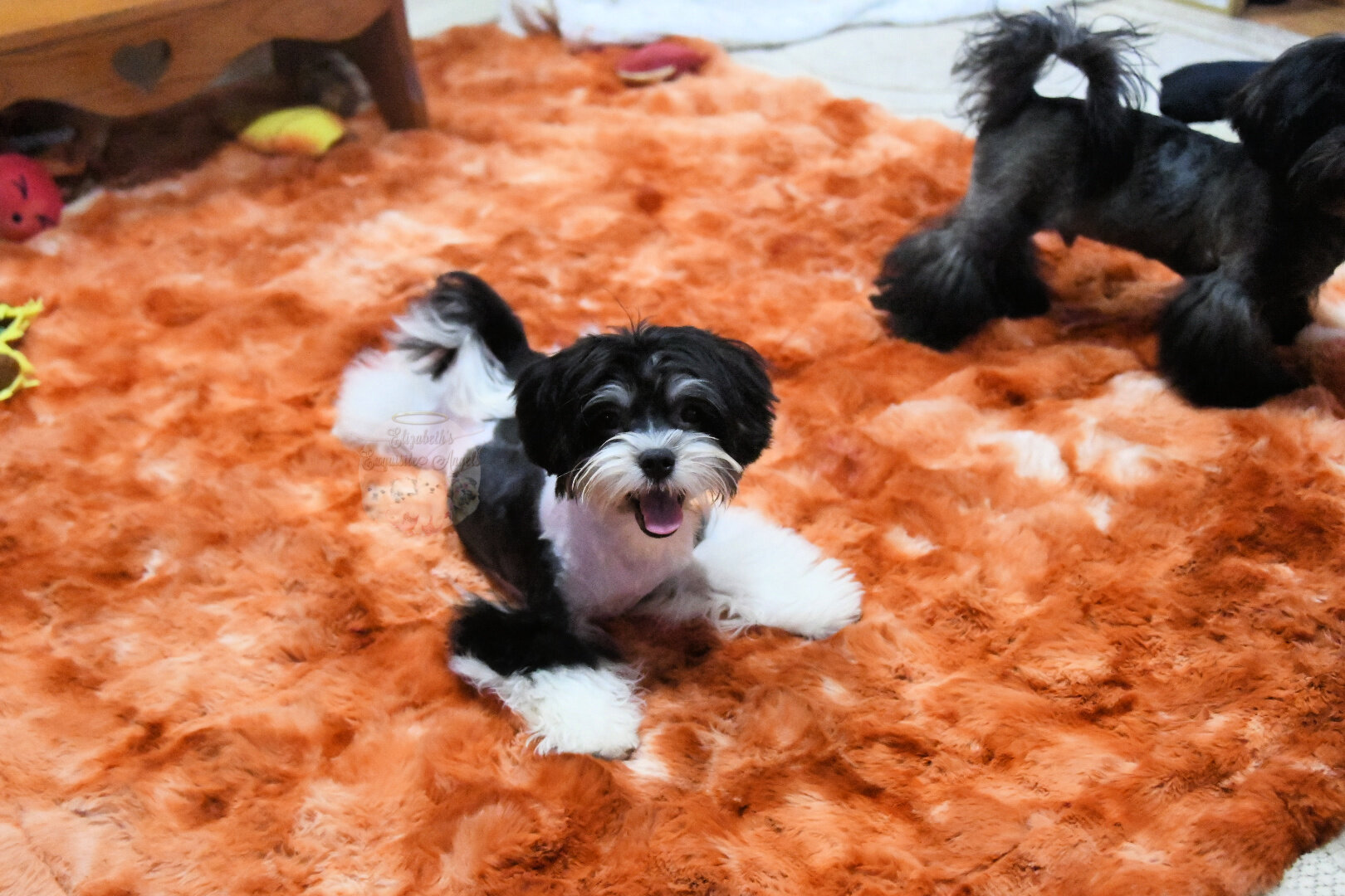 Beautiful Designer Boy, Non-Shedding image 8