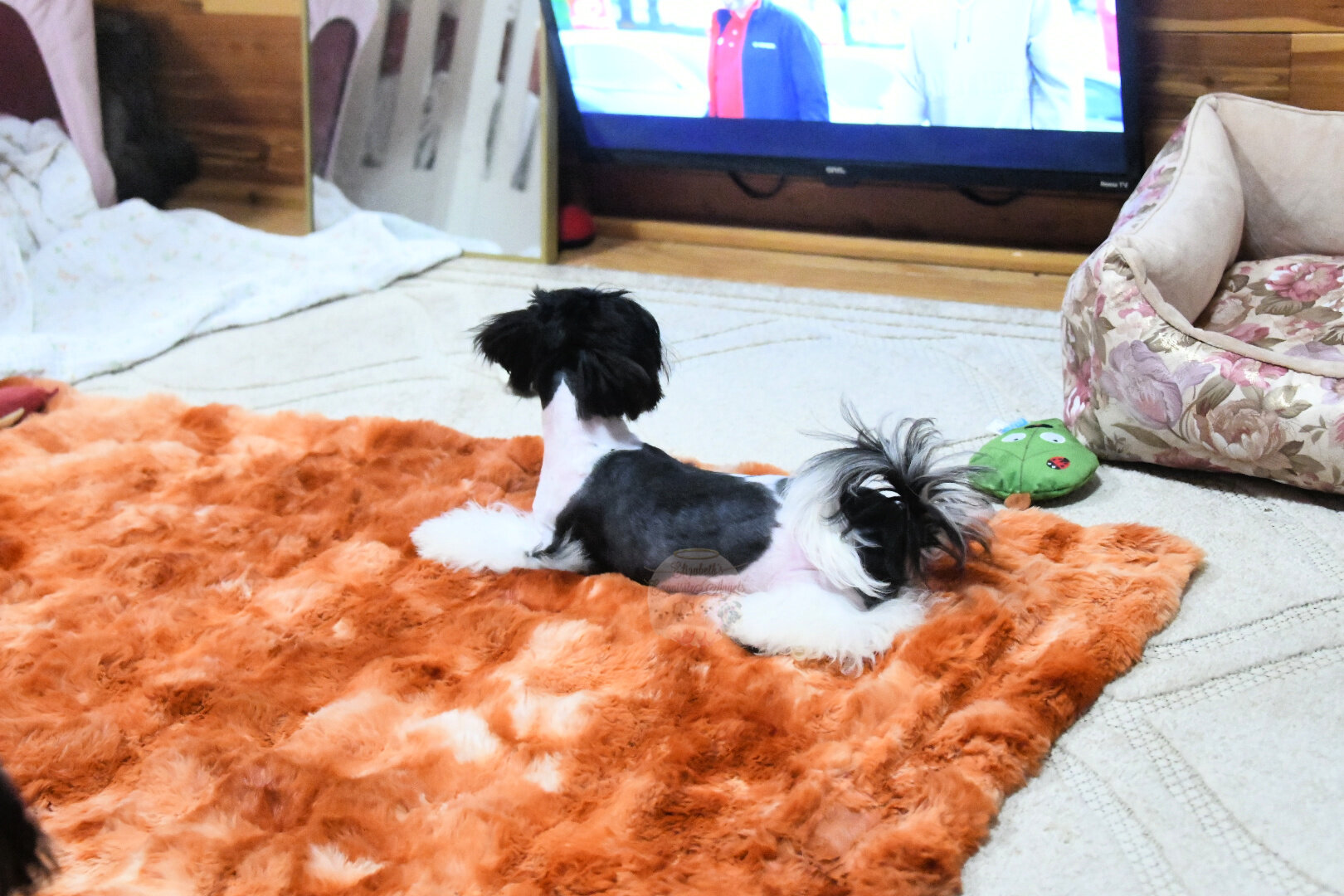 Beautiful Designer Boy, Non-Shedding image 6