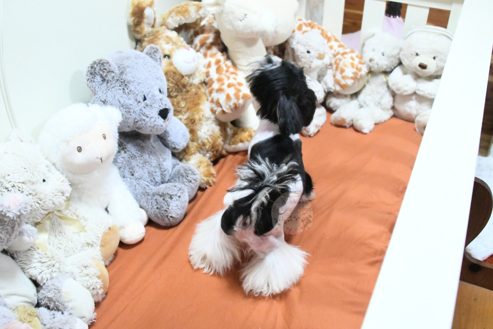 Beautiful Designer Boy, Non-Shedding image 3