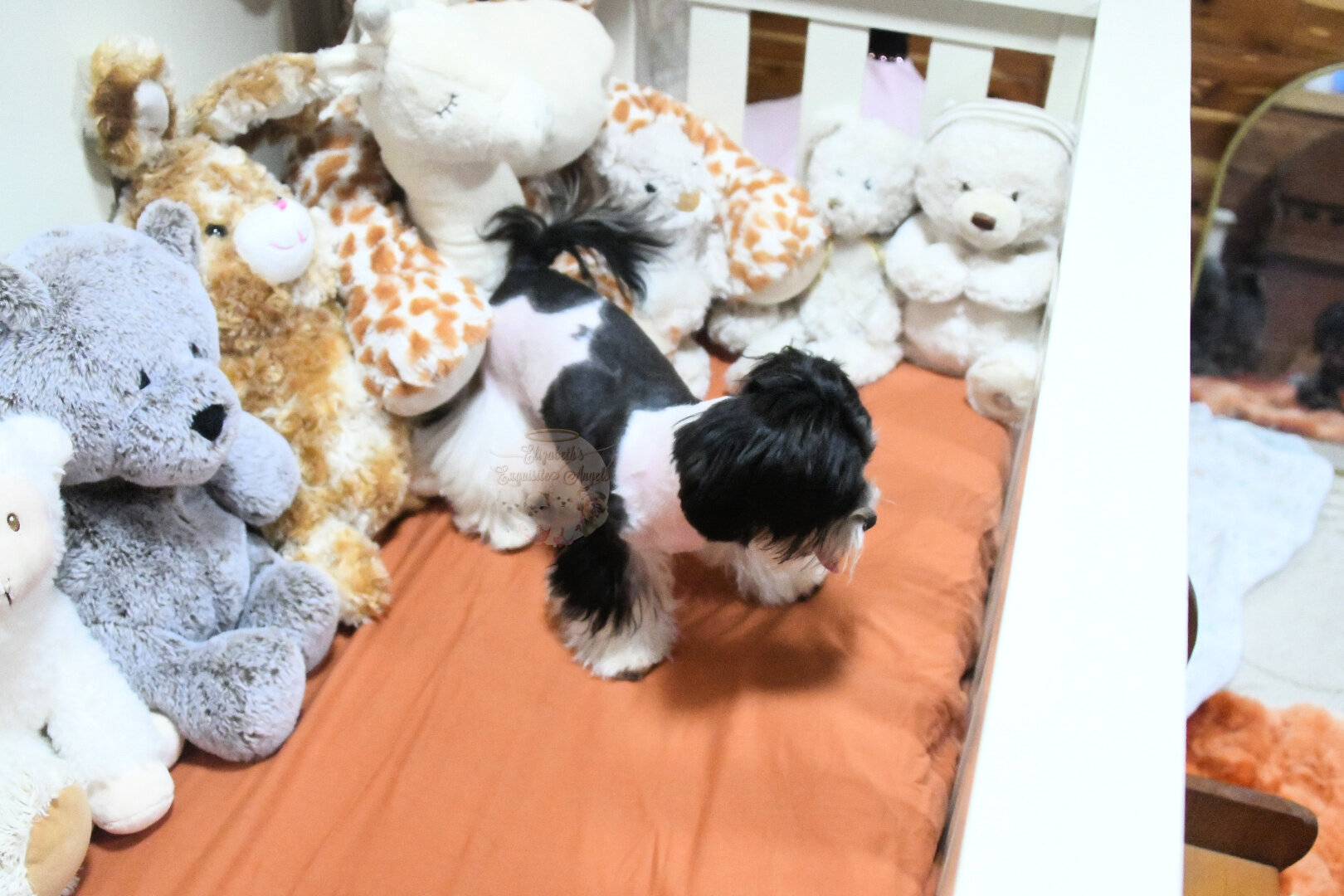 Beautiful Designer Boy, Non-Shedding image 4