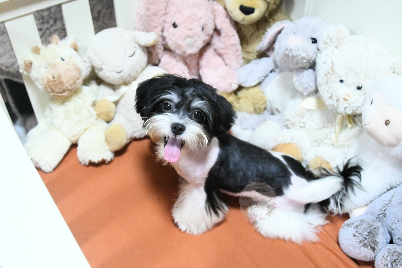 Beautiful Designer Boy, Non-Shedding image 1