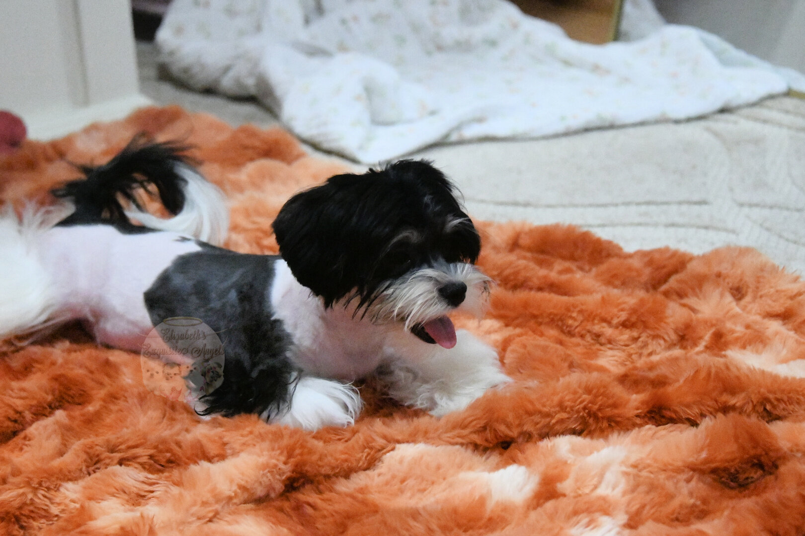 Beautiful Designer Boy, Non-Shedding image 9