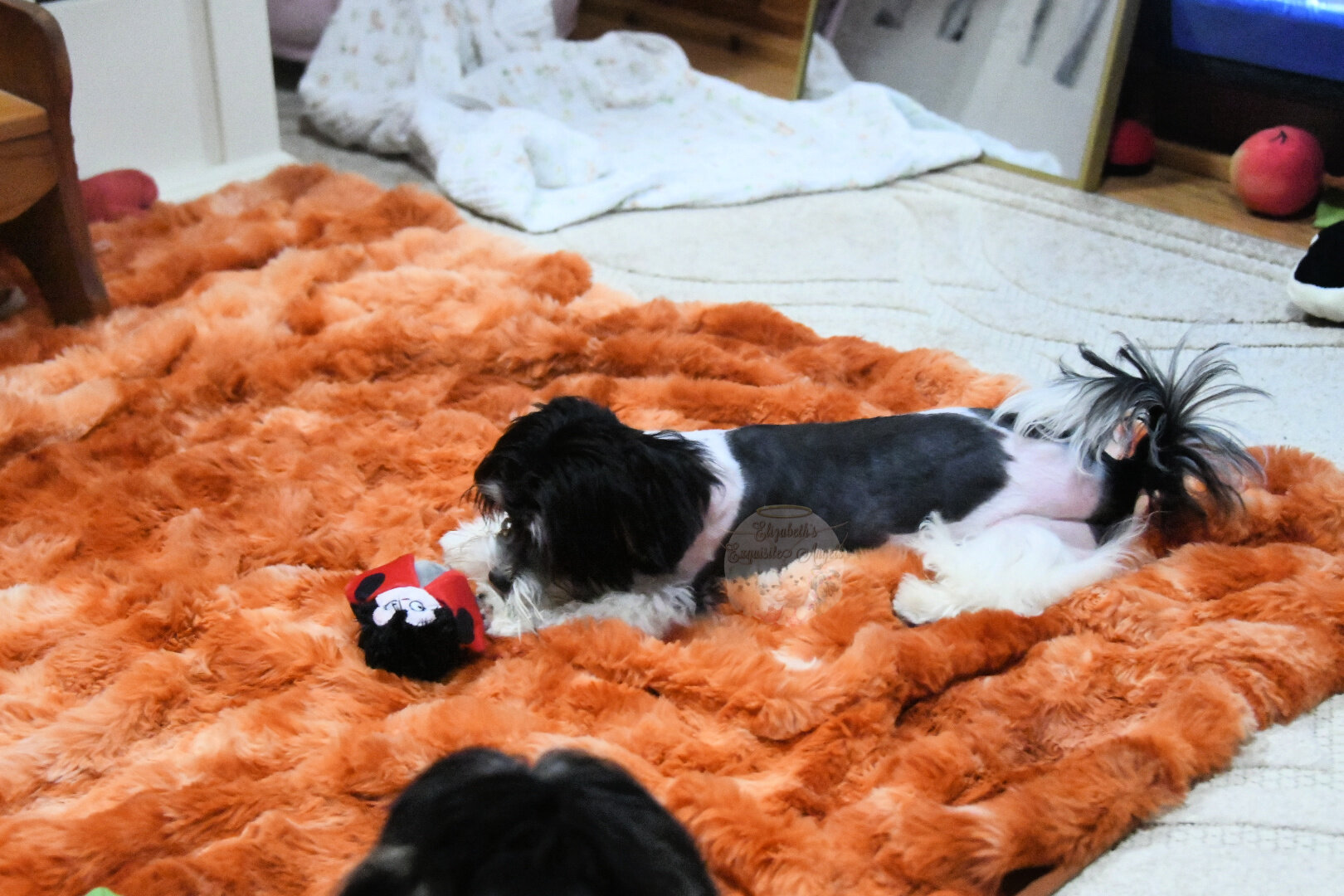 Beautiful Designer Boy, Non-Shedding image 5