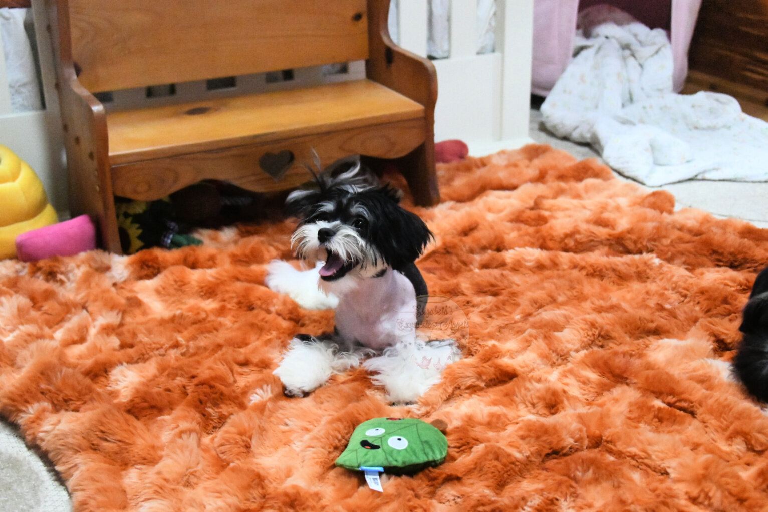 Beautiful Designer Boy, Non-Shedding image 10