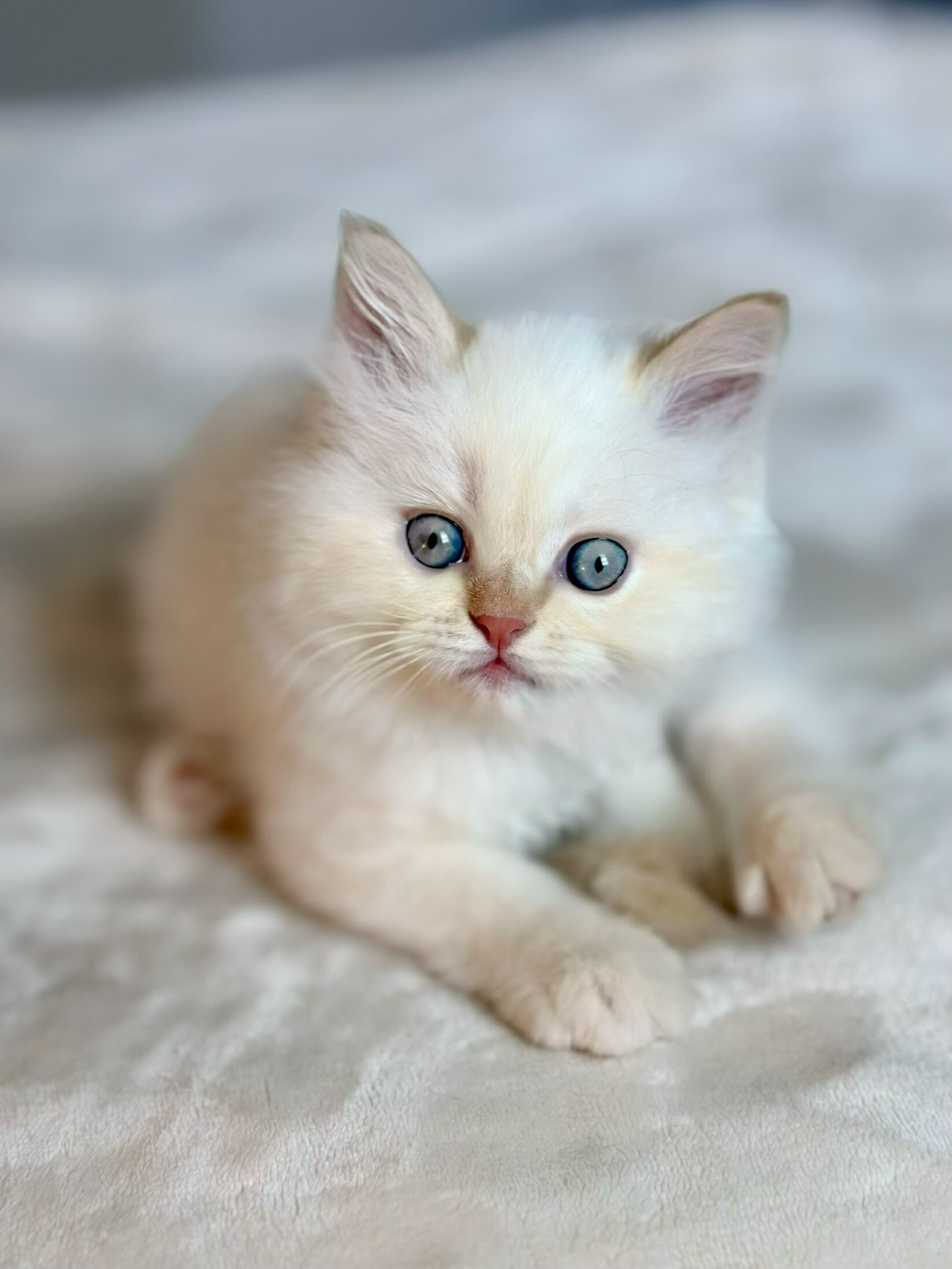 Beautiful Flame Point Himalayan Kittens image 2
