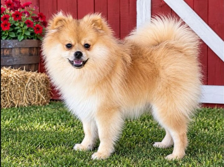 CKC Pomeranian: OLIVER image 3