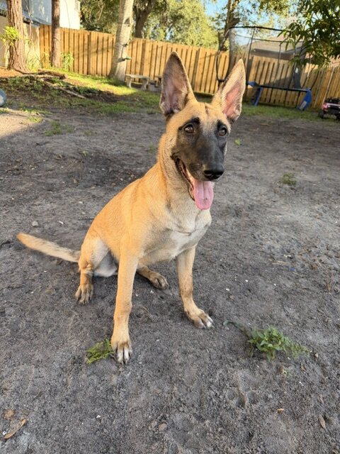Belgian Malinois X - ESTHER image 2