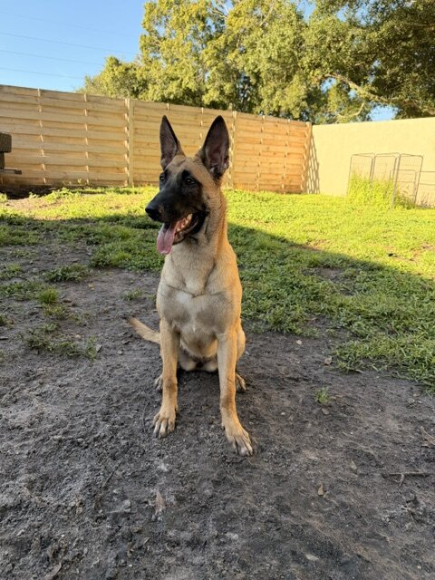 Belgian Malinois X - ESTHER image 1