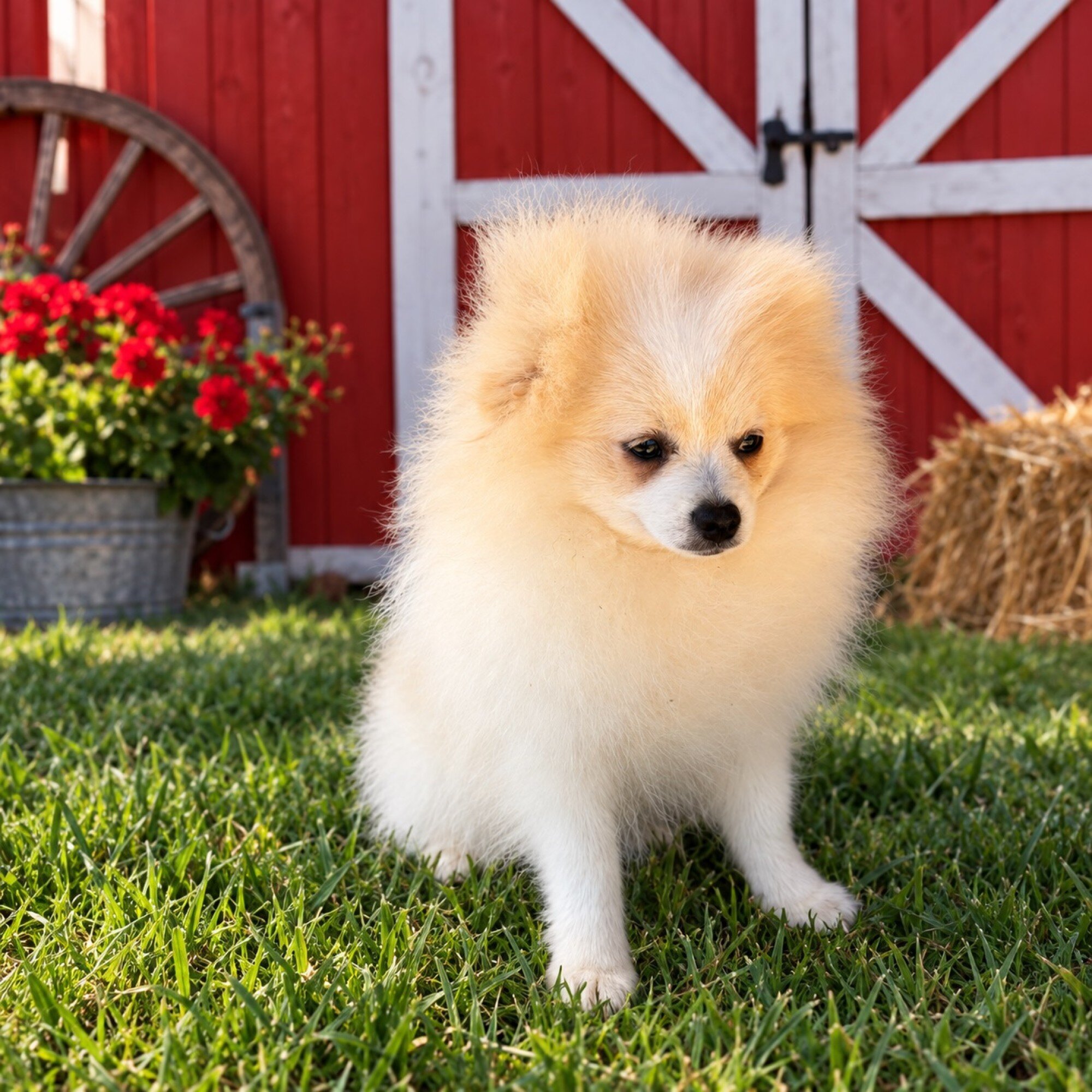 CKC Pomeranian: WOODY image 2