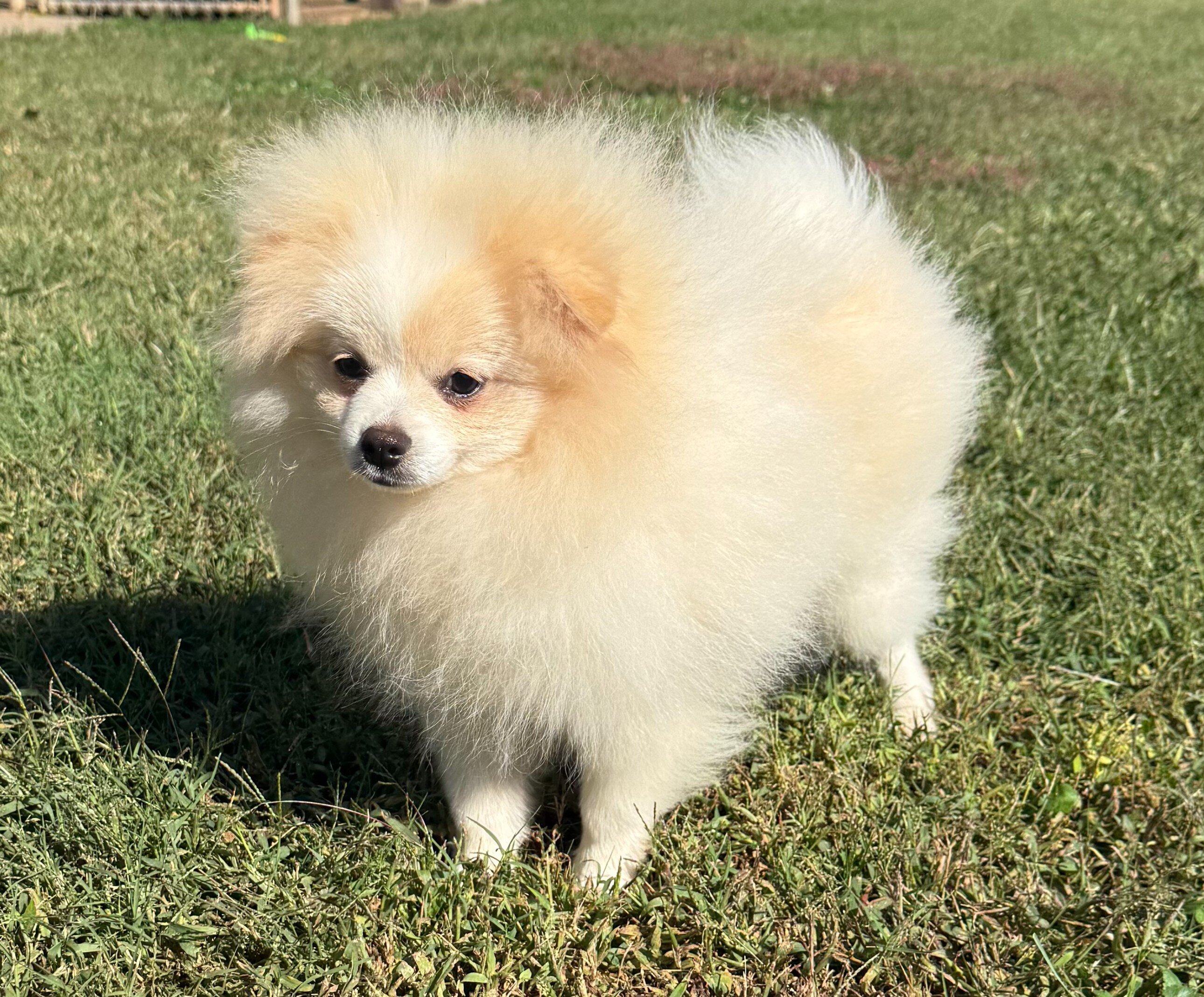 CKC Pomeranian: WOODY image 3