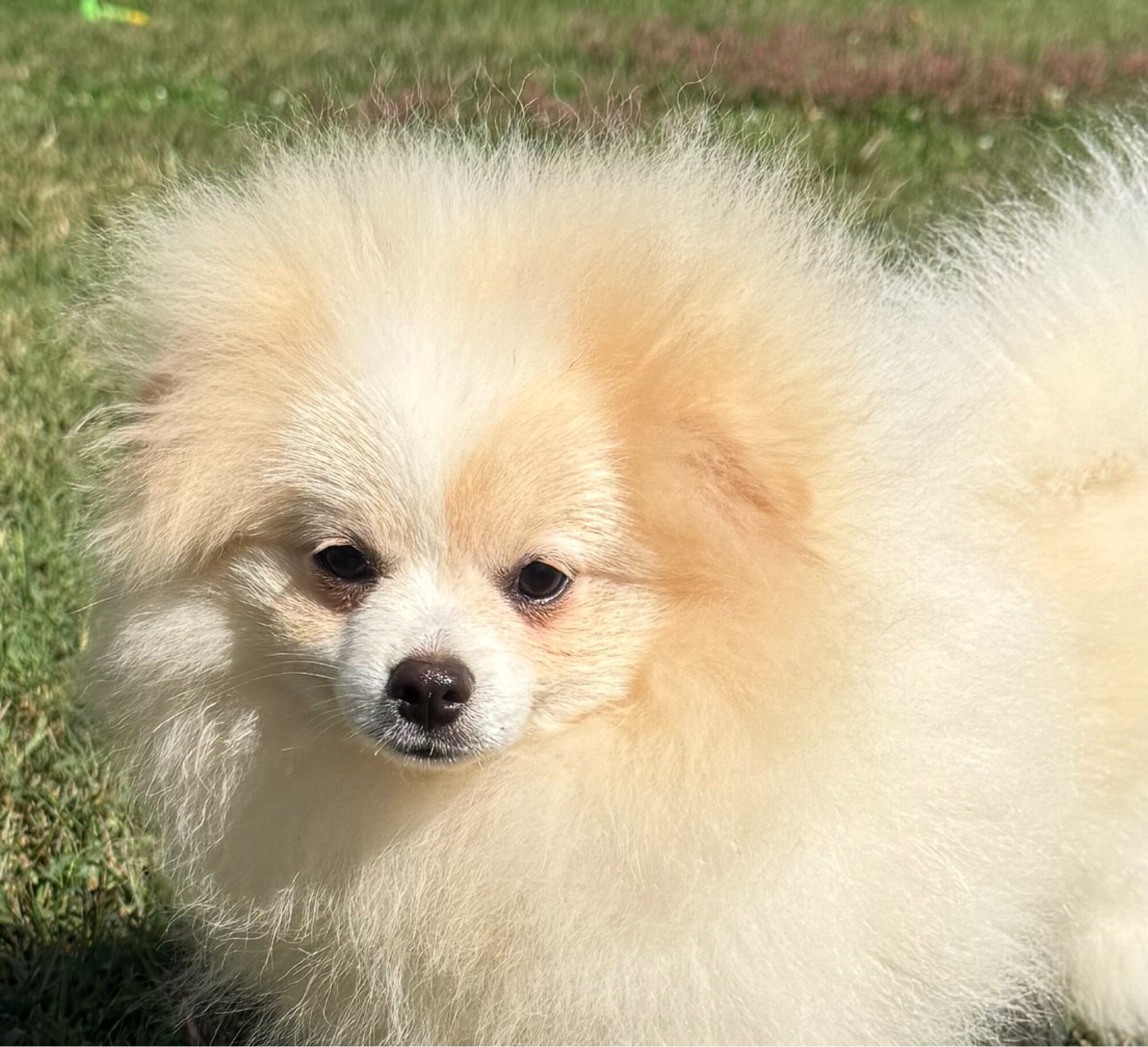 CKC Pomeranian: WOODY image 4