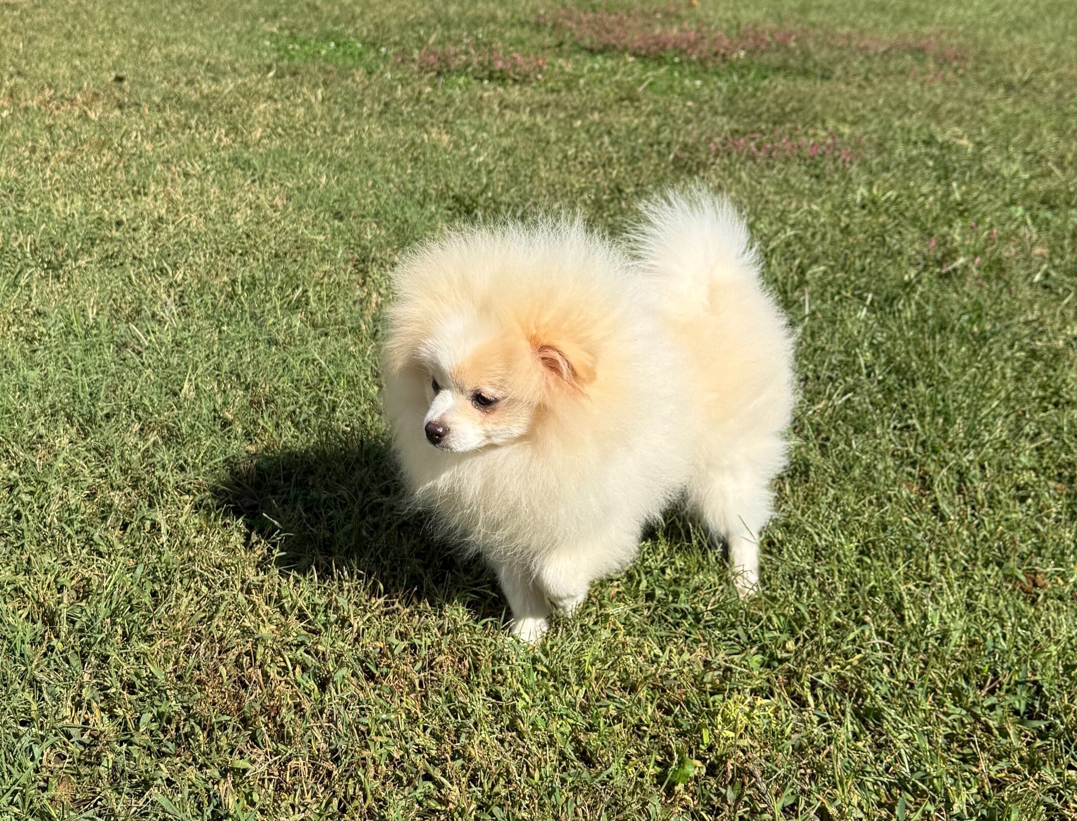 CKC Pomeranian: WOODY image 5