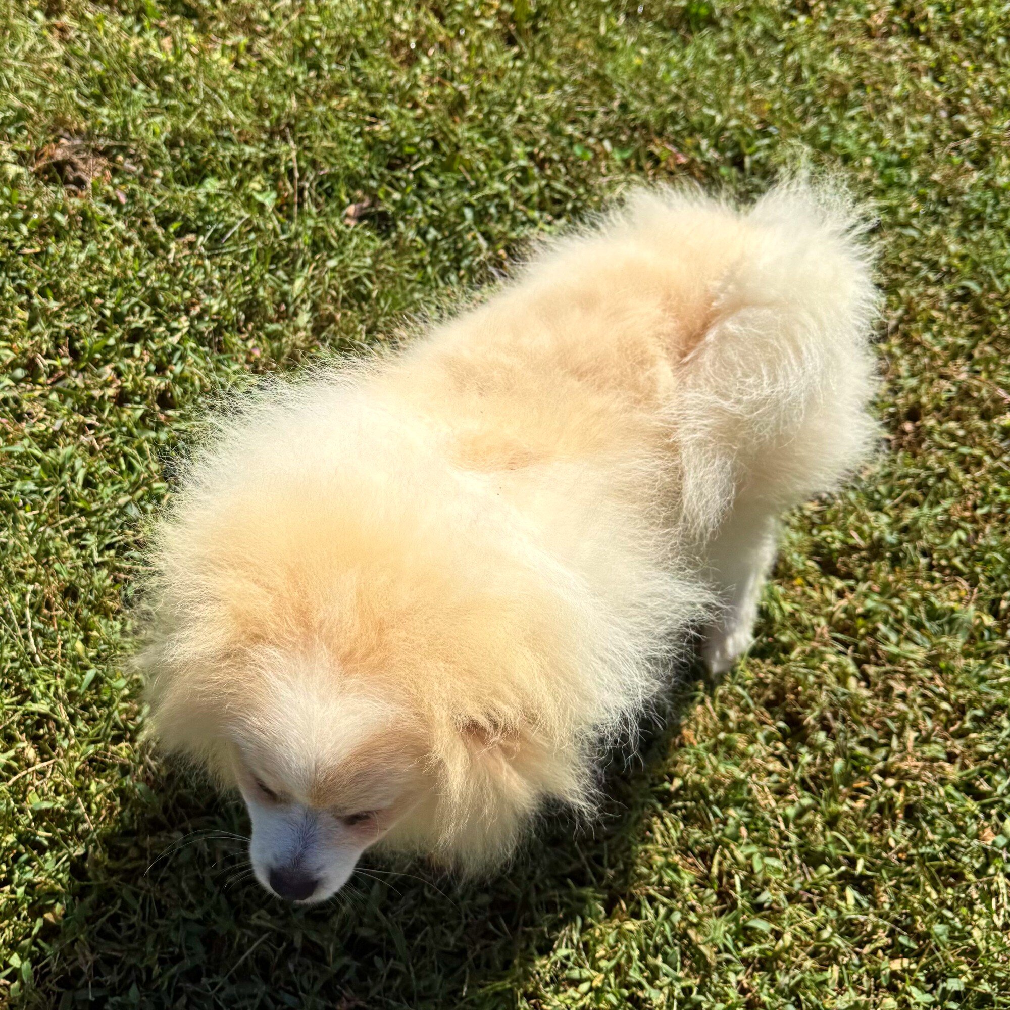 CKC Pomeranian: WOODY image 6