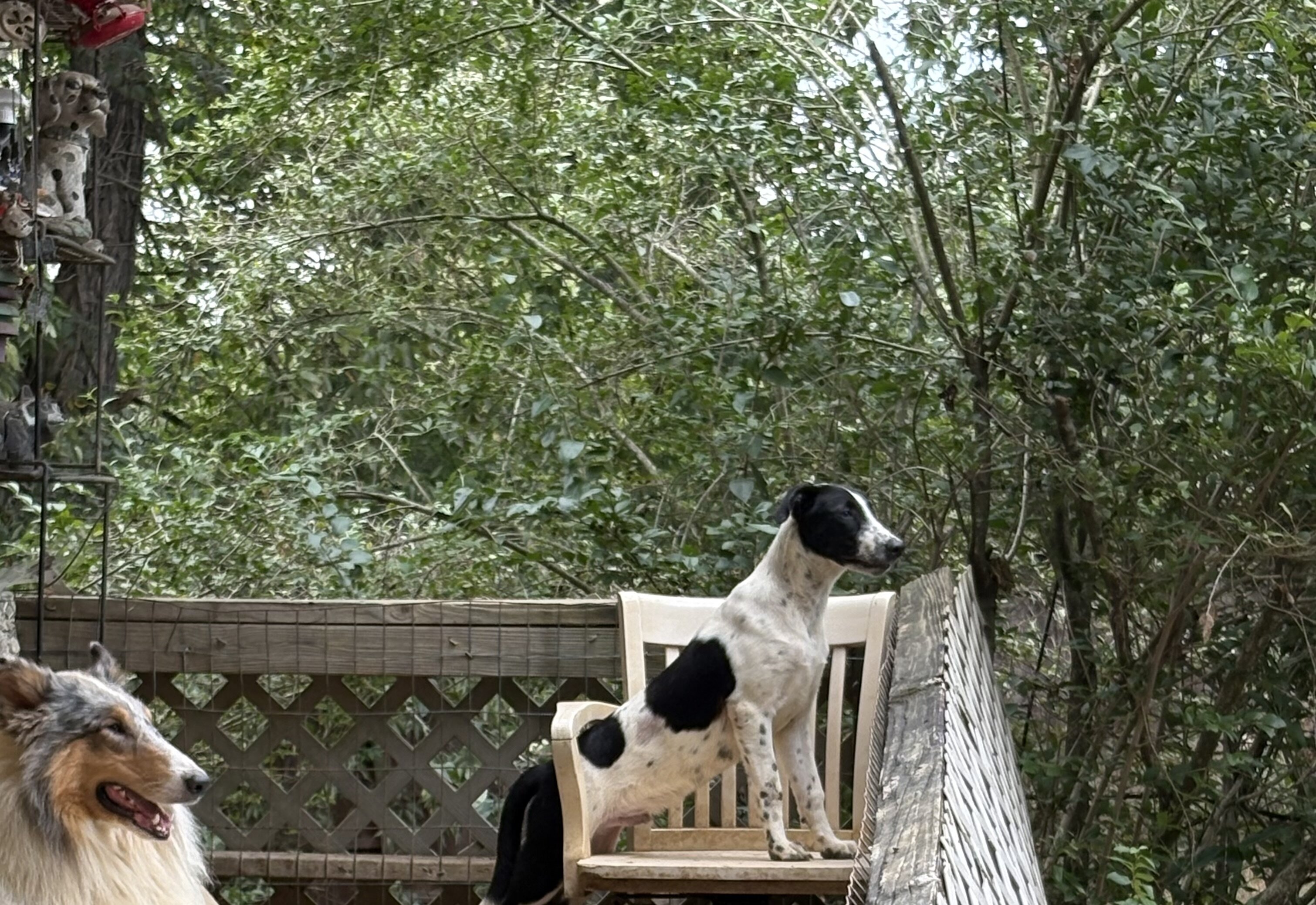 Dalmatian/Whippet image 2